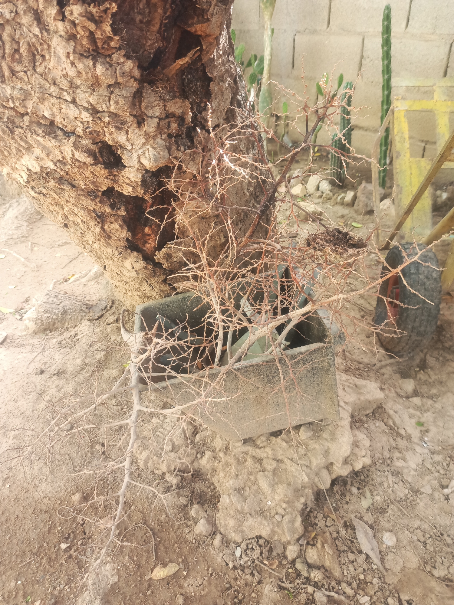An outdoor scene in Juan Griego, Venezuela, features a large, weathered tree trunk on the left, with exposed roots extending into the dry, sandy soil. In the mid-ground, a rectangular concrete planter box contains a tangle of dry, brittle branches. Behind the planter, several cacti are visible against a brick wall. To the right, the wheel and part of the frame of a yellow wheelbarrow are present. The ground is covered with sand, small rocks, and some dried leaves. The lighting suggests it is daytime.