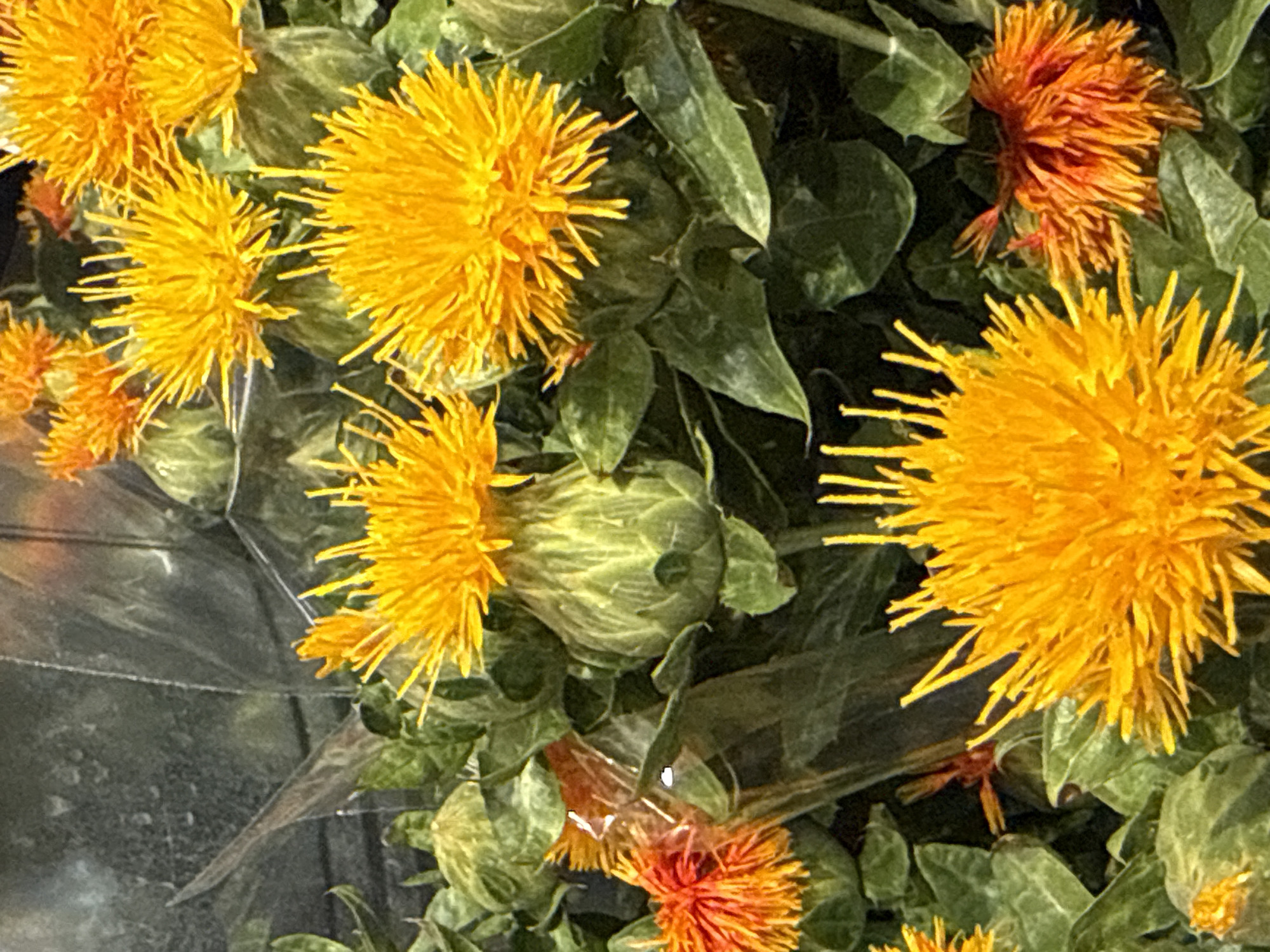 The image shows a close-up view of a bouquet of safflower flowers. The flowers are vibrant yellow and orange, with spiky petals. They are surrounded by green leaves and some are still in bud form, with a green calyx. The flowers appear to be freshly cut and arranged for display. There is a clear plastic wrap visible in some parts of the image, suggesting the bouquet is for sale or transport. The background is blurred and appears to be a dark, possibly reflective surface, hinting at an indoor setting, perhaps a market stall or flower shop. There is no indication of a specific location within Herzberg, Germany.