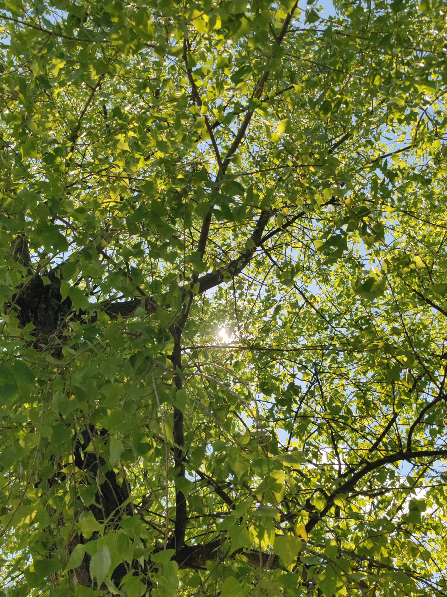 This image shows a view looking up into the canopy of a tree with green leaves. Sunlight is visible through the leaves. The branches of the tree are visible against a blue sky. The location is Sennoy, Russia.
