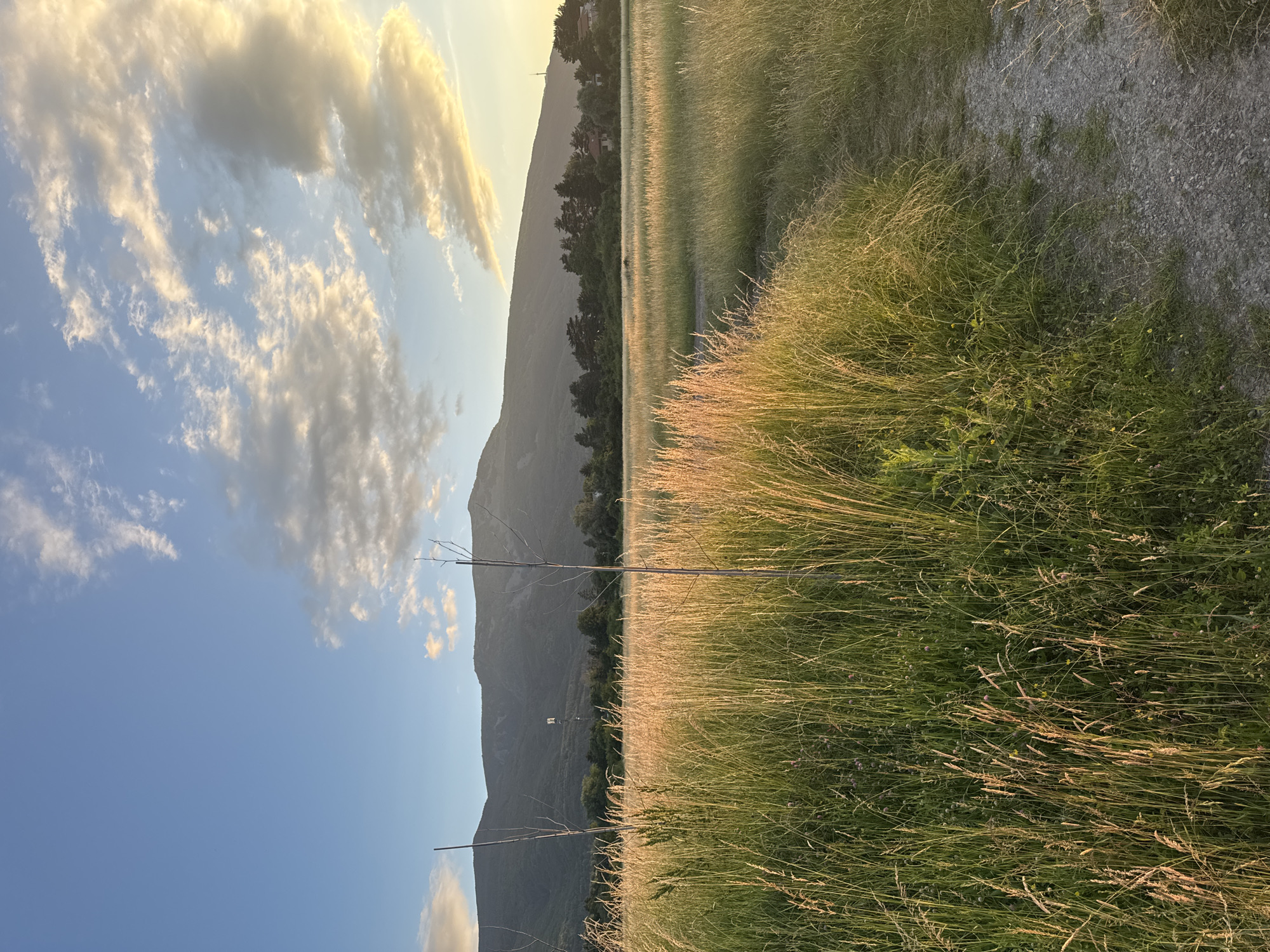 The image depicts a natural landscape with a field of tall grass in the foreground and a mountain range in the background. The sun is setting, casting a warm, golden light on the grass and illuminating the clouds in the sky. A dirt path winds through the grass on the right side of the frame. In the distance, a dense line of trees separates the field from the foothills of the mountains. Several houses and what appears to be a transmission tower are visible nestled among the trees and on the lower slopes of the mountain. The overall scene suggests a rural or semi-rural setting at dusk. This location is likely on the outskirts of Sofia, Bulgaria, given the prominent presence of Vitosha Mountain, a landmark visible from much of the city.