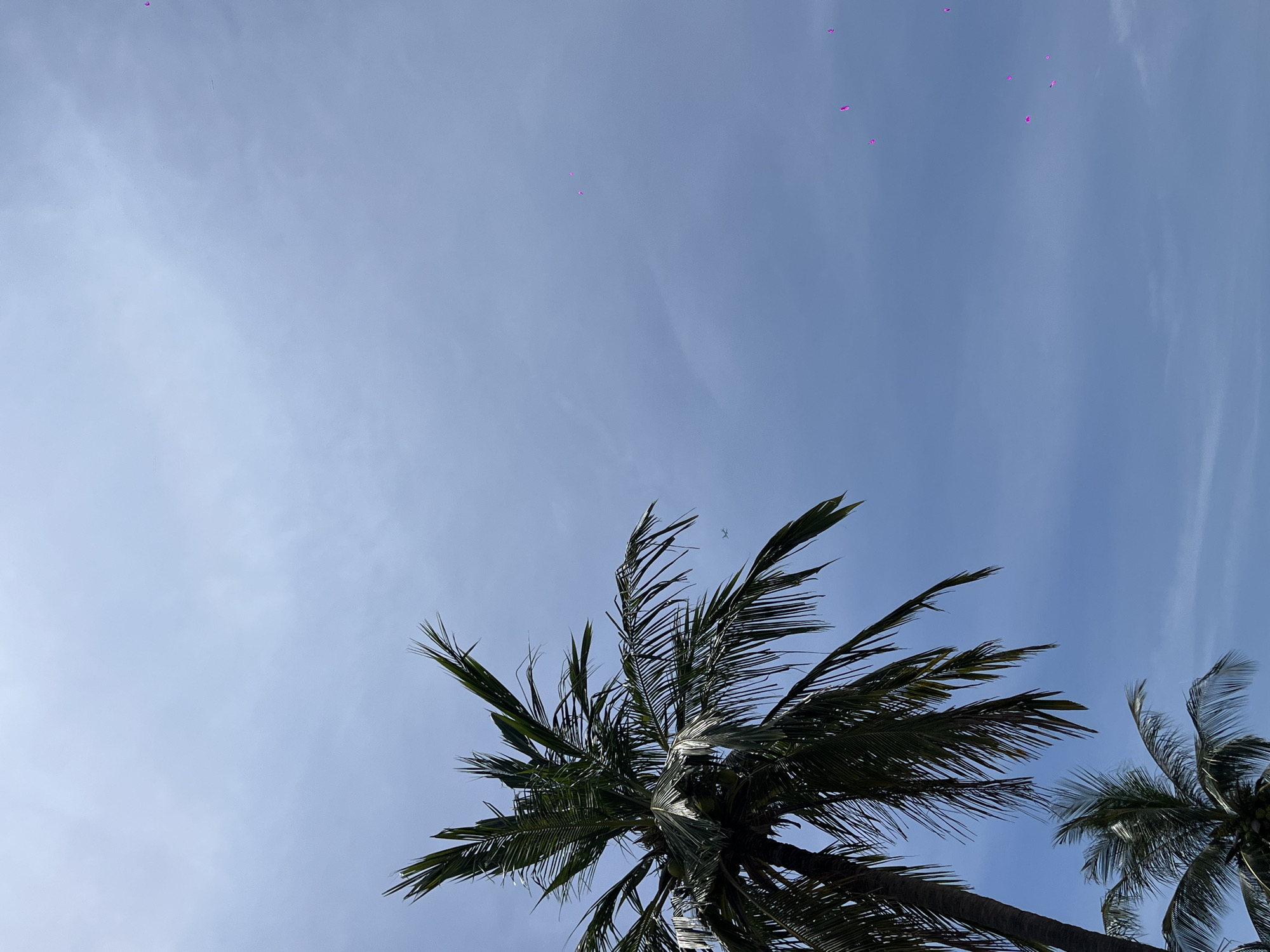 In Nha Trang Ward, Vietnam, a large palm tree dominates the left side of the frame, its fronds reaching towards a hazy sky. In the distance, a faint airplane can be seen against the blue expanse. Scattered throughout the sky are several small, bright pink objects, possibly balloons. The overall atmosphere is serene, with a touch of playful color added by the pink objects against the natural backdrop of the sky and palm trees.