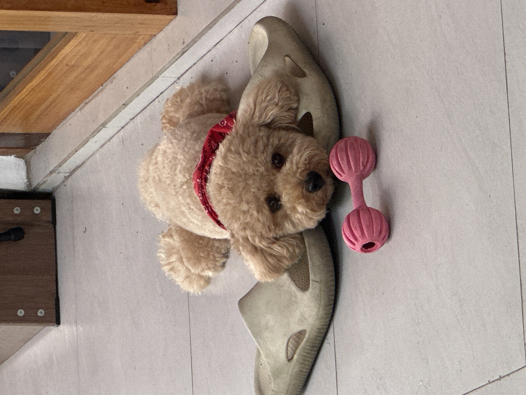 A tan-colored poodle wearing a red collar lies on a pair of beige slides next to a pink dumbbell-shaped toy. The scene is captured from an overhead perspective, showing the dog resting on a tiled floor, near a wooden cabinet or door frame. The location is North Kuta, Indonesia.