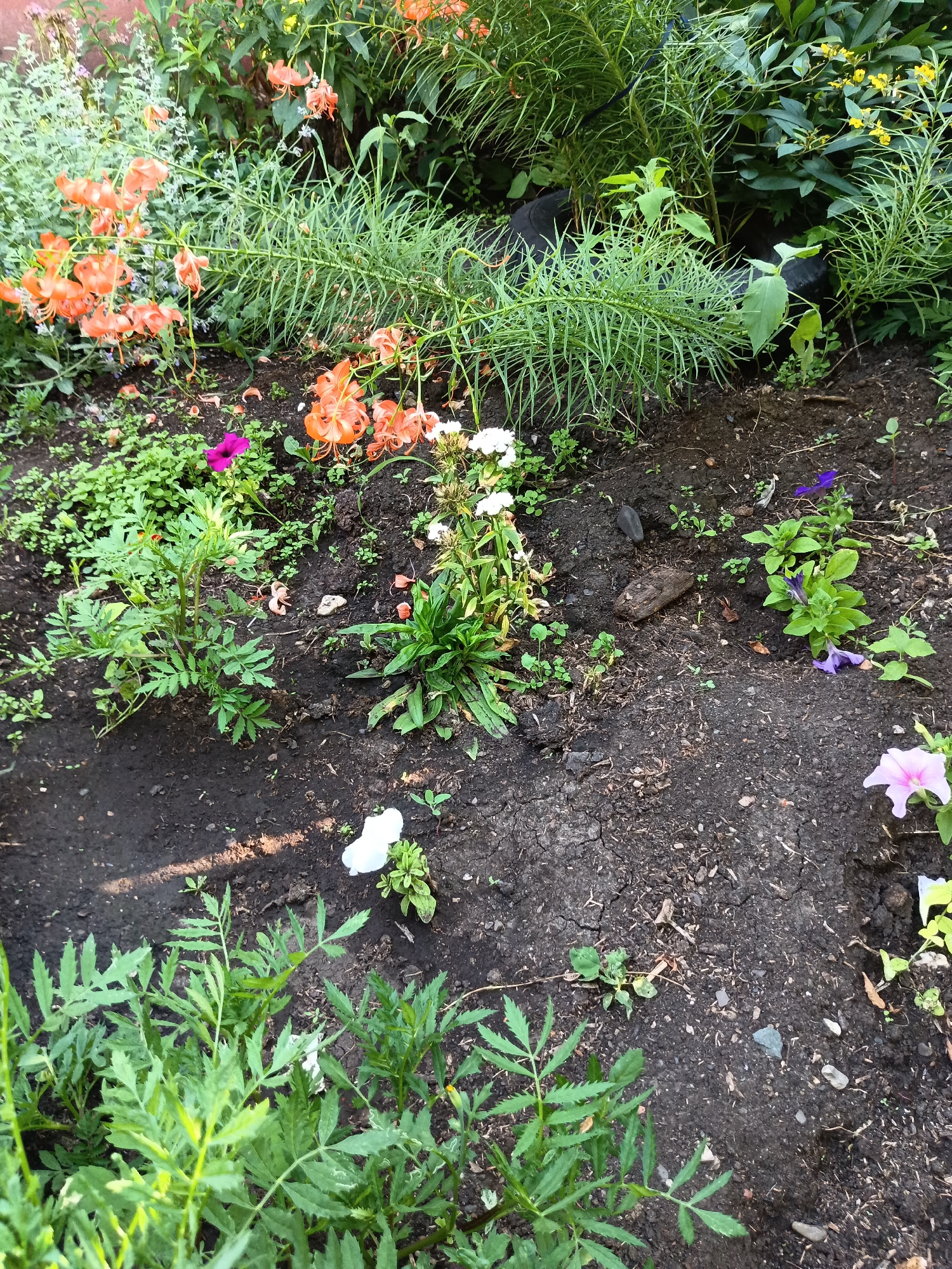 The image depicts a garden scene, likely in Никитино, Russia. The foreground is dominated by rich, dark soil with scattered small stones and dried leaves. Several green plants with serrated leaves are visible in the lower left of the frame. In the middle ground, various flowers are planted. These include clusters of small white flowers, a solitary vibrant pink petunia, and several plants with delicate purple petunia-like flowers. In the background, a dense arrangement of taller plants with long, slender green leaves forms a backdrop. Amongst these are bright orange lily-like flowers with reflexed petals, and some smaller yellow flowers are visible further back and to the right. The overall impression is of a cultivated garden bed with a variety of flowering plants and foliage. There are no people or animals visible in the image.