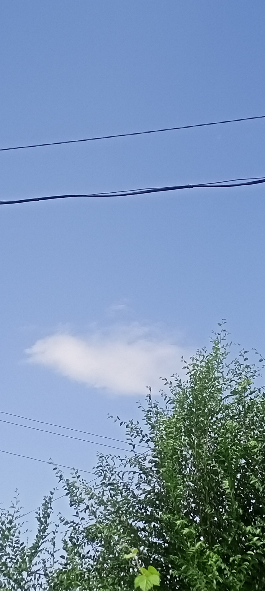 The image captures a clear blue sky with two horizontal power lines stretching across the upper portion of the frame. A single, elongated white cloud is visible in the middle of the sky. The bottom third of the image is filled with the lush green foliage of trees, with some branches extending upwards. A small, bright green leaf is prominent in the lower left corner of the tree canopy. The scene appears to be an outdoor environment in Sokuluk, Kyrgyzstan, likely during daylight hours.