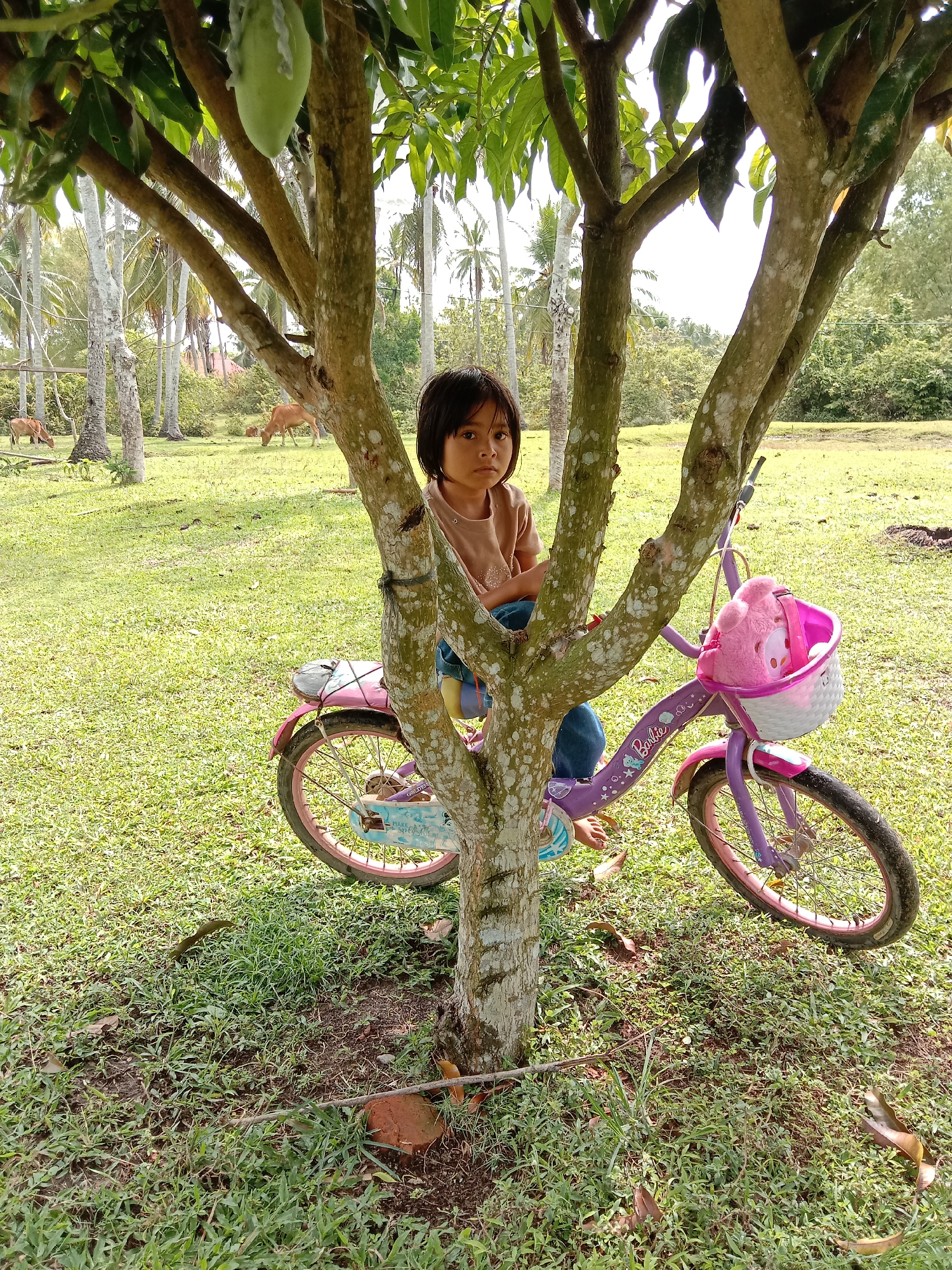 A young Asian girl sits perched within the branches of a tree in a grassy field. Her bicycle, a pink and purple Barbie model, is leaning against the tree trunk. The location is Blangkarieng, Indonesia, suggested by the tropical foliage and the presence of cows grazing in the background. The girl is barefoot, wearing a brown shirt and jeans.