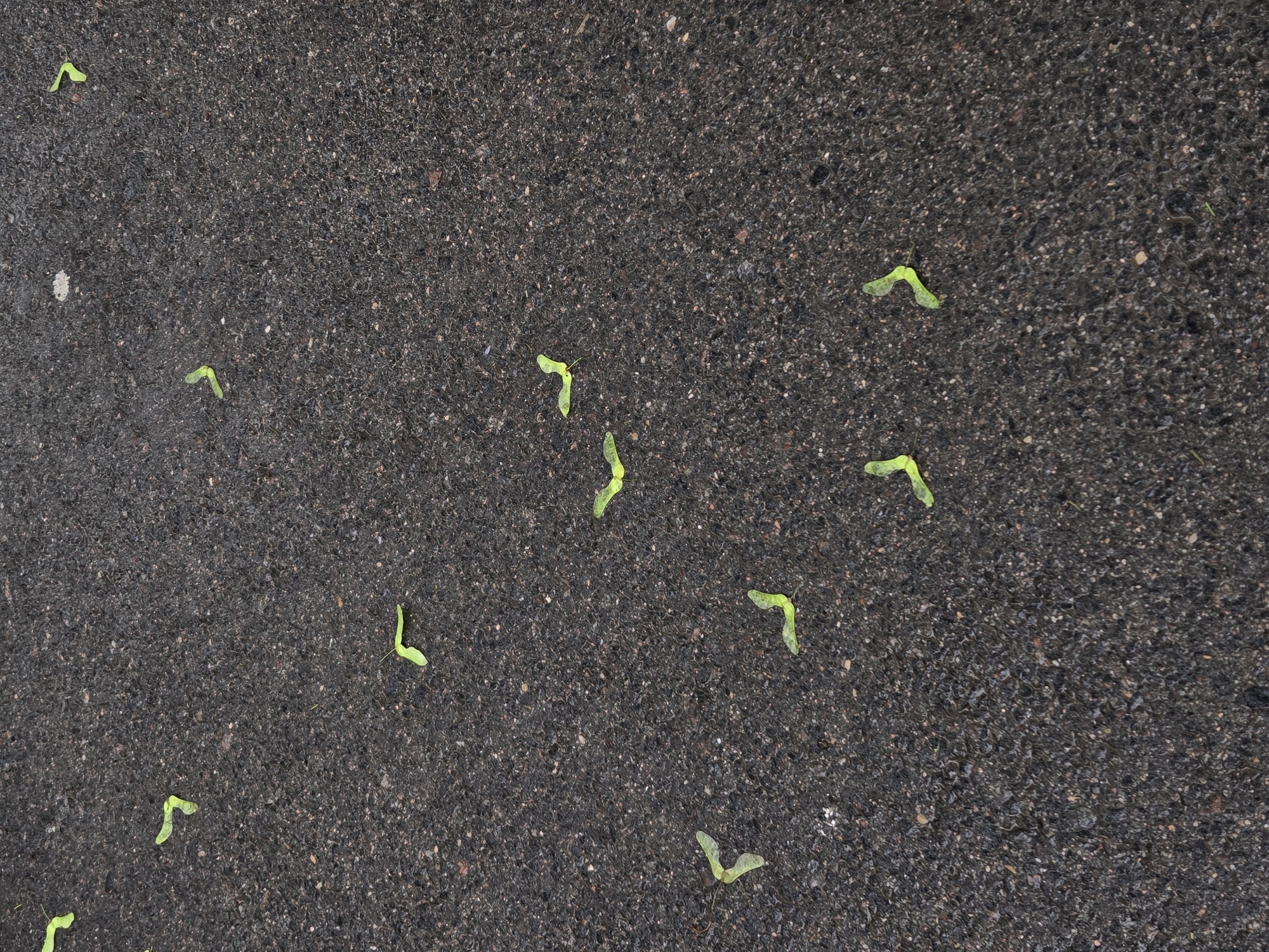 This image depicts a ground-level view of a paved surface in Unknown, Unknown. The primary subject is a dark, coarse-grained asphalt or tarmac surface, characterized by a speckled texture of varying dark gray and black aggregates. Scattered across this surface are numerous small, bright green, winged seeds, consistent with maple samaras (often called "helicopters"). Approximately 15 to 20 such seeds are visible throughout the frame, resting flat against the pavement. Each seed displays a distinct L-shaped or V-shaped structure, comprising a flatter, translucent wing and a thicker, opaque seed pod. The distribution of the seeds is random and sparse. The pavement appears slightly damp or exhibits a subtle sheen, suggesting recent moisture or a smooth finish. No people, animals, or other significant objects are present. The scene is illuminated by an even, diffuse light, casting minimal shadows.
