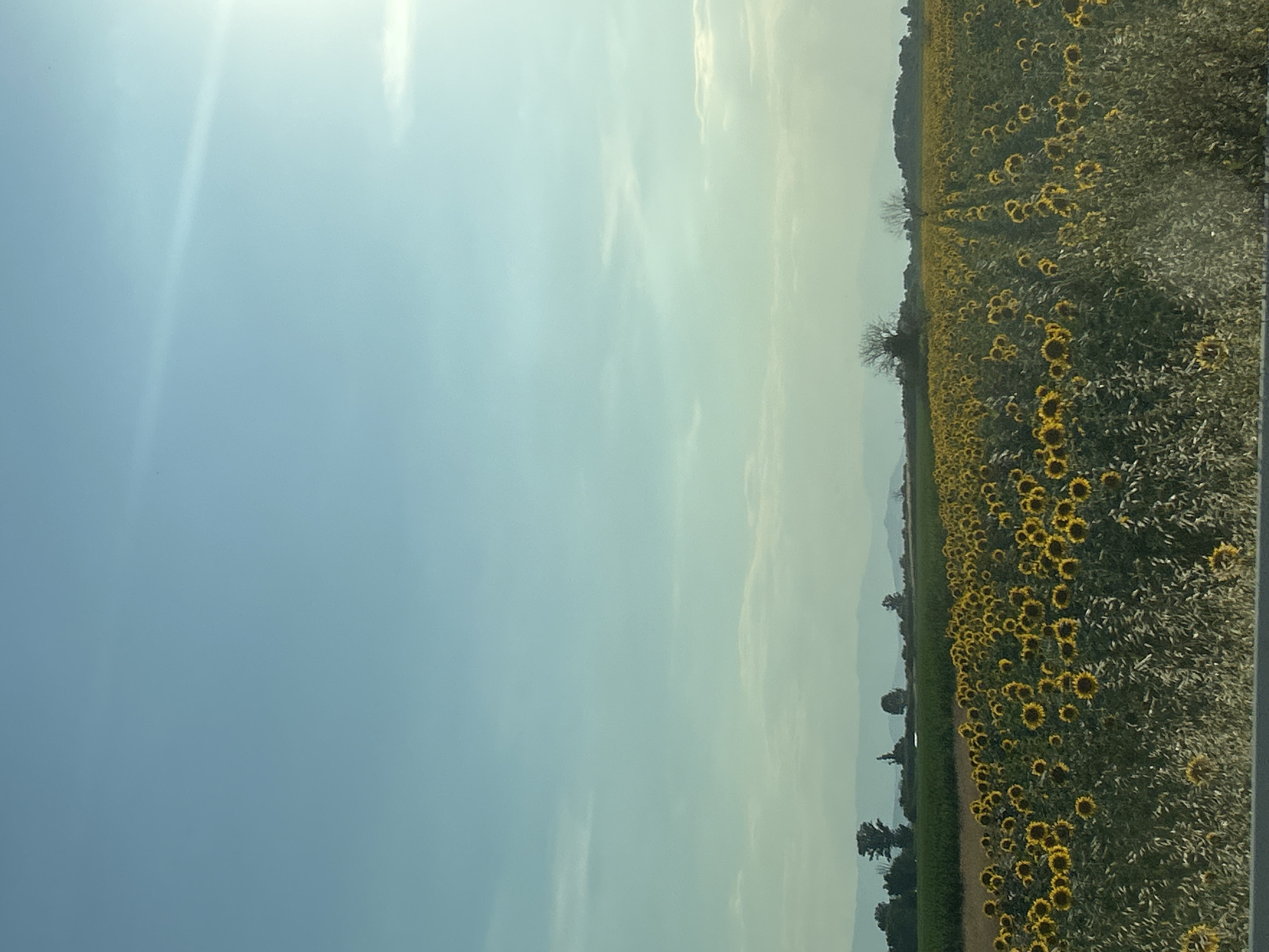 This is a vertically oriented, wide-angle photo of a large field of sunflowers. The sunflowers are predominantly yellow with dark centers and are densely packed, stretching as far as the eye can see towards the horizon. The field is divided by a narrow dirt path that runs horizontally across the image from left to right. On the far right of the image, there appears to be a road or a more defined path with a vertical railing or barrier. The sky above is a clear, pale blue with wispy white clouds, suggesting it is daytime, likely late morning or early afternoon due to the brightness and the angle of the light, which creates a slight glare or lens flare in the upper left quadrant.
The background shows a slightly hazy horizon with distant trees and what might be rolling hills or mountains. There are a few scattered trees within or on the edge of the sunflower field. The overall impression is one of a vast, sun-drenched agricultural landscape. No people or animals are visible in the frame. The image conveys a sense of natural beauty and the abundance of a harvest. The setting is clearly rural, characterized by the expansive field and natural elements. There is no visible text within the image. The location context provided is Kadievo, Bulgaria.
