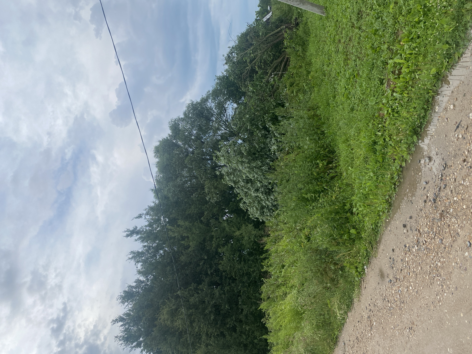 The image depicts a rural scene with a dirt road on the left side and lush green vegetation on the right. A line of trees forms the background, with a large tree that appears to have fallen or been significantly damaged in the center-right of the frame, its branches spread across the ground. The sky is overcast with dramatic clouds. In the far right of the image, a simple utility pole is visible. There are no people or animals present in the photograph. The scene is likely located in a wooded or natural area outside of a densely populated urban center. The mention of Заволжский, Russia suggests a specific geographic context for this natural landscape.