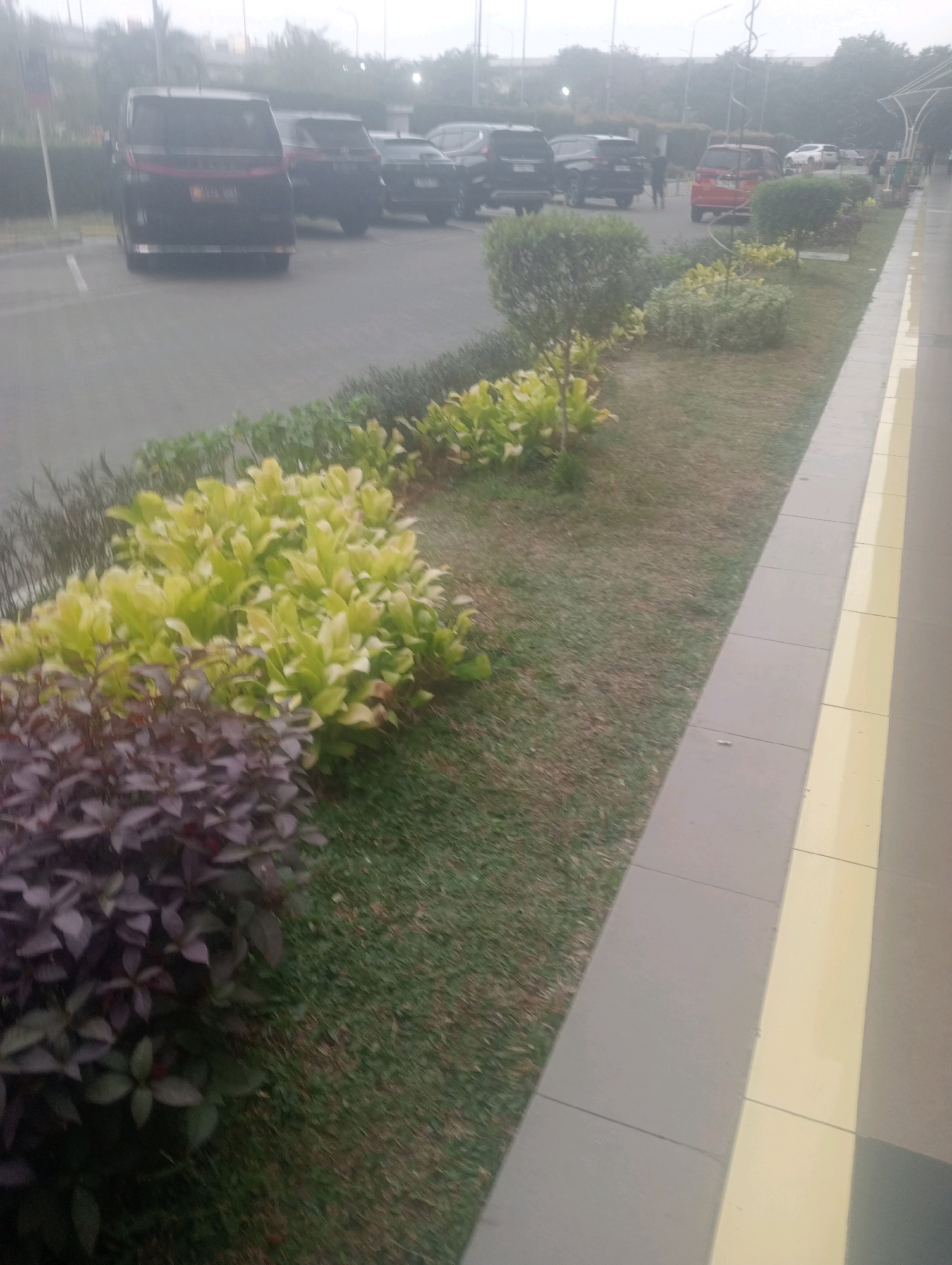 The image shows a parking lot and a walkway lined with plants in a city. The parking lot contains several vehicles, including a black minivan, a black SUV, and a red SUV. There are also people walking in the background. The walkway is paved with concrete and has a yellow stripe along the edge. The plants include bushes and small trees with green and purplish leaves. The environment appears to be somewhat overcast. The image was taken in Central Jakarta, Indonesia.