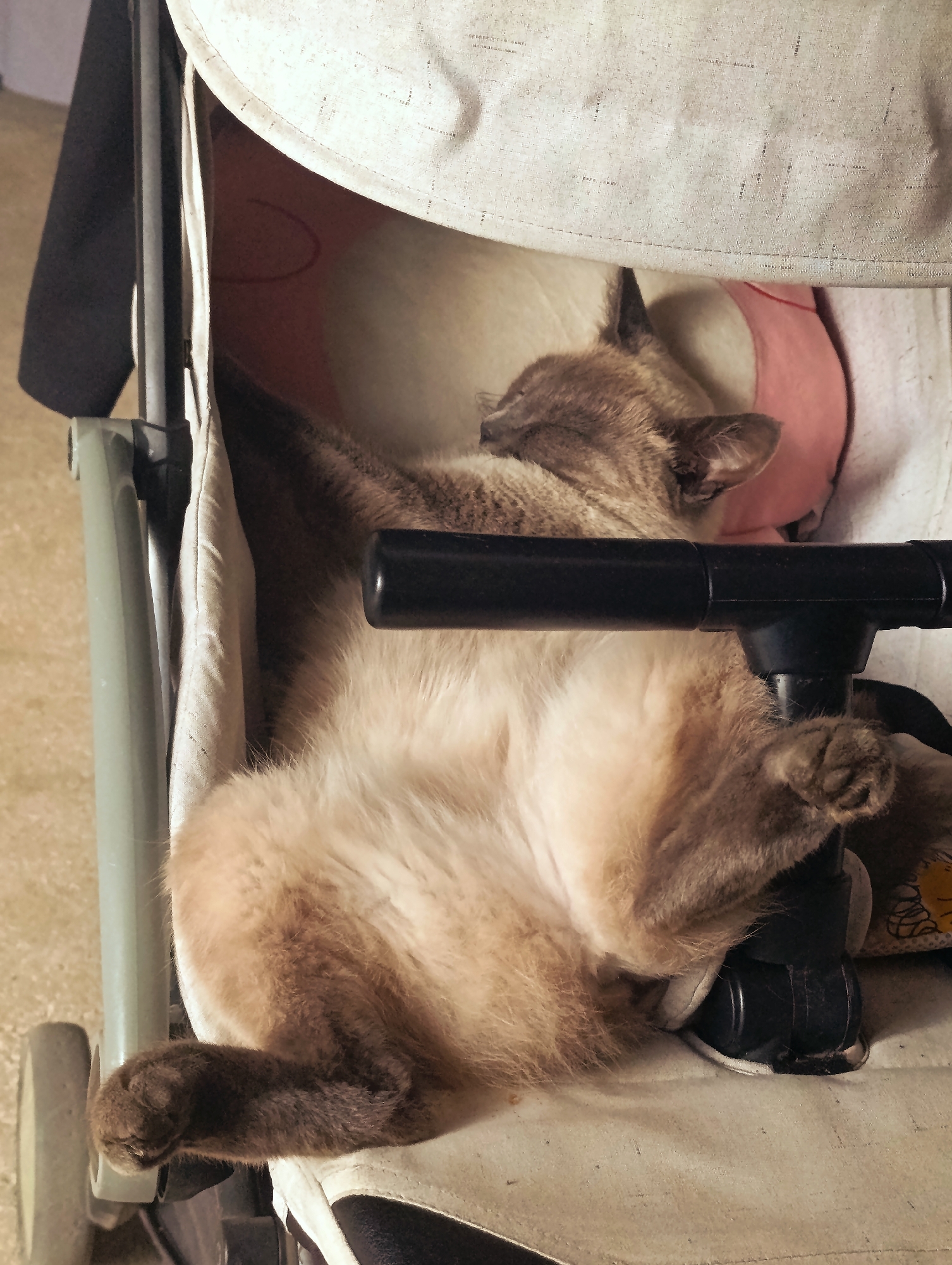 A light brown cat is sleeping in a stroller. The cat is lying on its back with its legs in the air. The stroller is white and has a black bar across the front. The background is blurry and appears to be indoors. There is no visible indication of the location in the city of Minsk, Belarus.