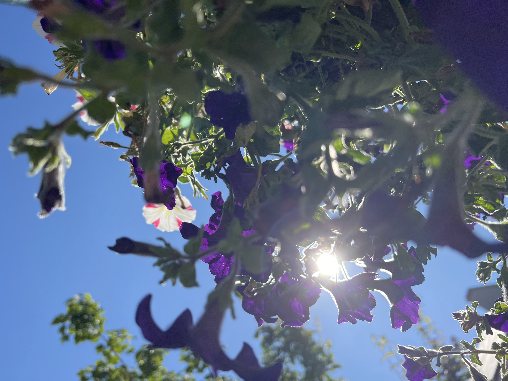 The image is a close-up, low-angle shot of purple petunias with some white and pink flowers interspersed, set against a clear blue sky. Sunlight streams through the flowers, creating a lens flare effect. Green leaves and stems are visible throughout the composition. The scene is outdoors, suggesting a garden or a hanging basket. The overall impression is one of vibrant natural beauty illuminated by the sun. The image does not provide any information about the city of Donegal, Ireland, or any people or specific actions.