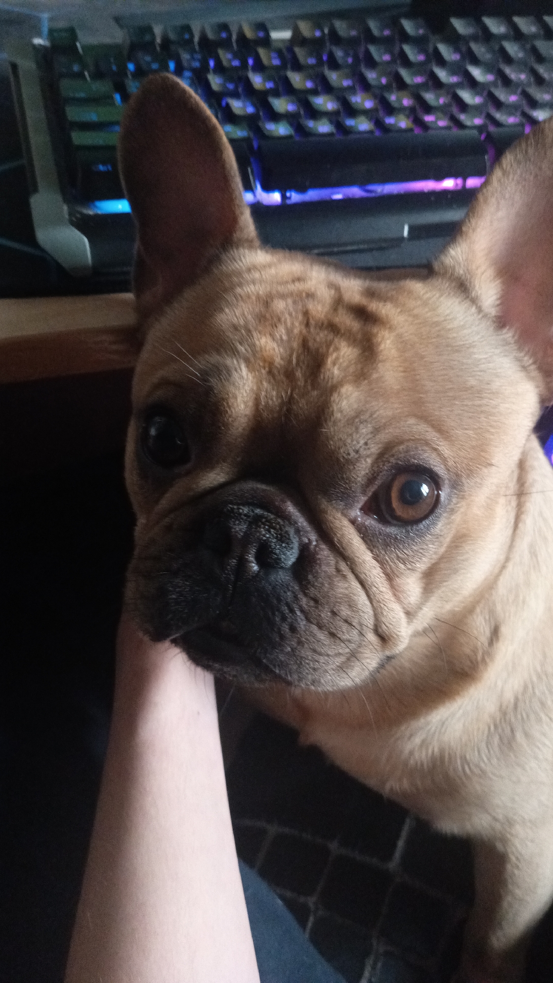 A close-up shot depicts a fawn-colored French Bulldog looking directly at the camera. A person's forearm is visible, appearing to be resting on the bulldog. In the background, an illuminated keyboard with multiple colored keys can be seen, along with what appears to be a section of a wooden desk. There is no evidence to suggest the image was taken in Donino, Russia.