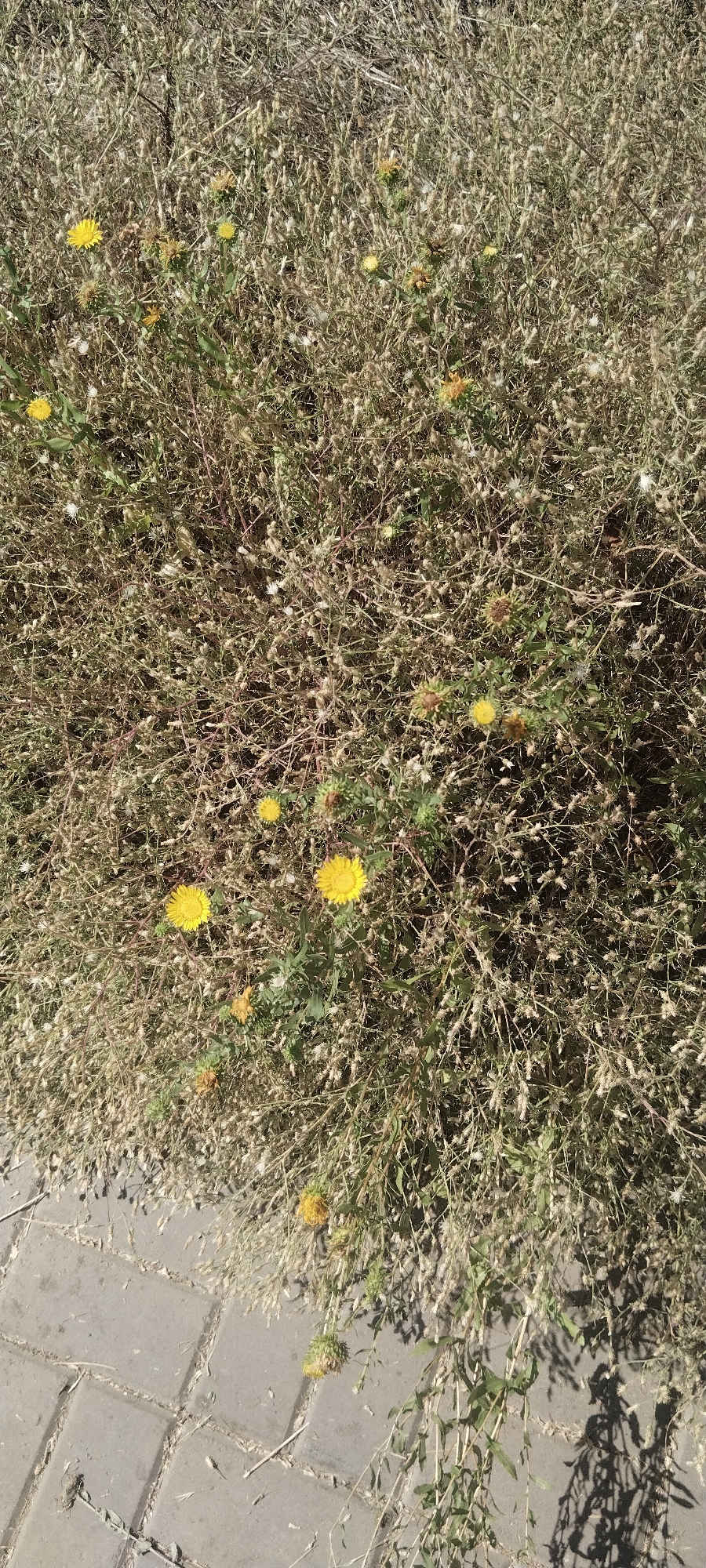 The image shows a patch of dry, overgrown vegetation with several small yellow flowers. The vegetation is dense and appears to be a mix of grasses and weeds. The ground in the lower left corner is paved with gray interlocking stones. The scene is outdoors and appears to be in a somewhat neglected area, possibly a roadside verge or a vacant lot. There are no people or animals visible in the image. The lighting suggests it is daytime. The foliage is predominantly brown and dry, with some green shoots and the yellow flowers providing splashes of color. Some of the flowers are fully open, while others are in bud or have gone to seed. The overall impression is one of natural growth in an urban or semi-urban setting.