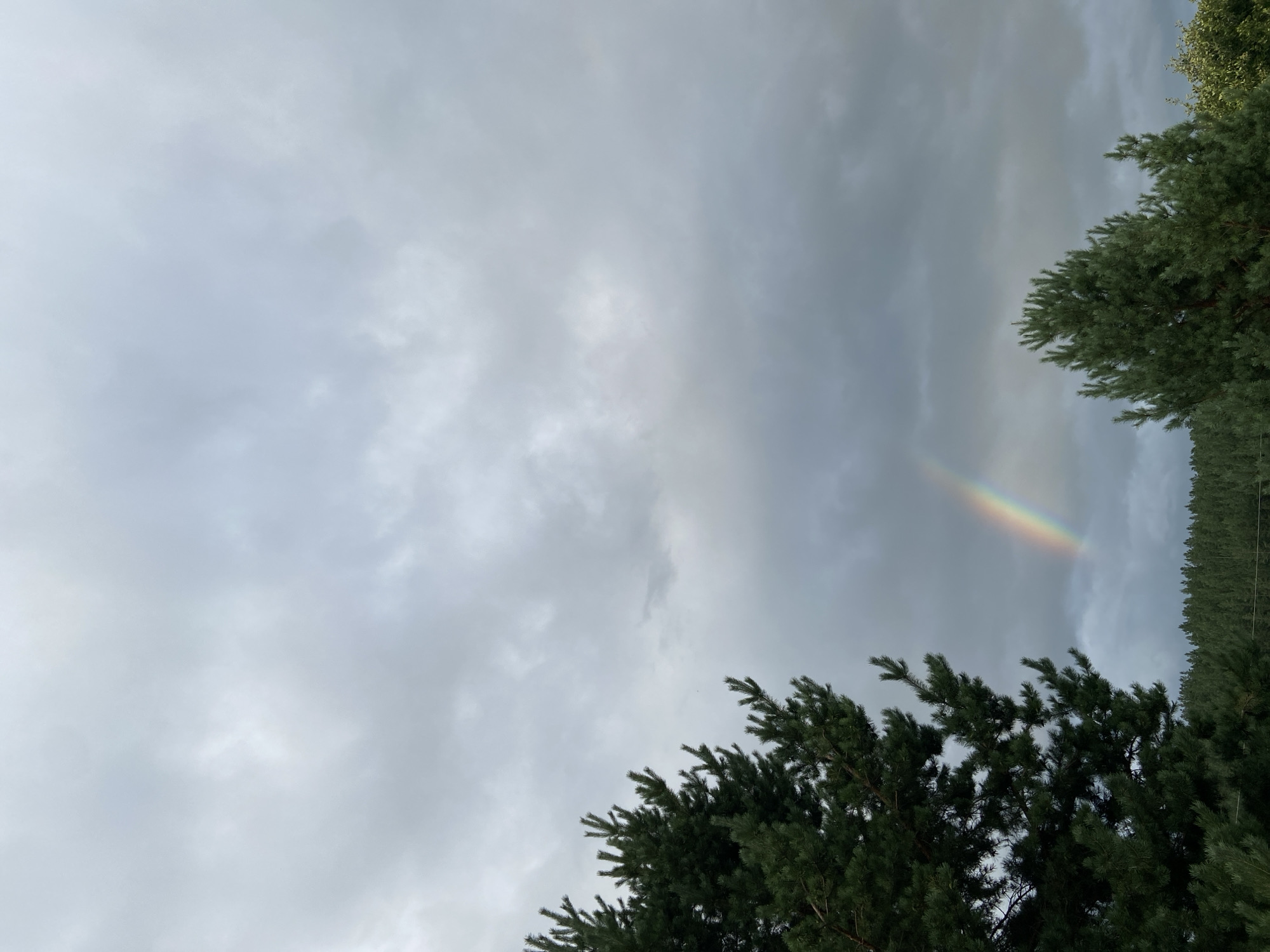 The image depicts a cloudy sky with a faint rainbow visible in the center. In the foreground, on the left and right sides of the image, are the tops of pine trees. In the background, a dense forest stretches across the horizon. The overall scene suggests a natural landscape, possibly on the outskirts of Novyy Buyan, Russia, after a rainfall, given the presence of the rainbow and the overcast sky. There are no people or visible structures in the frame.