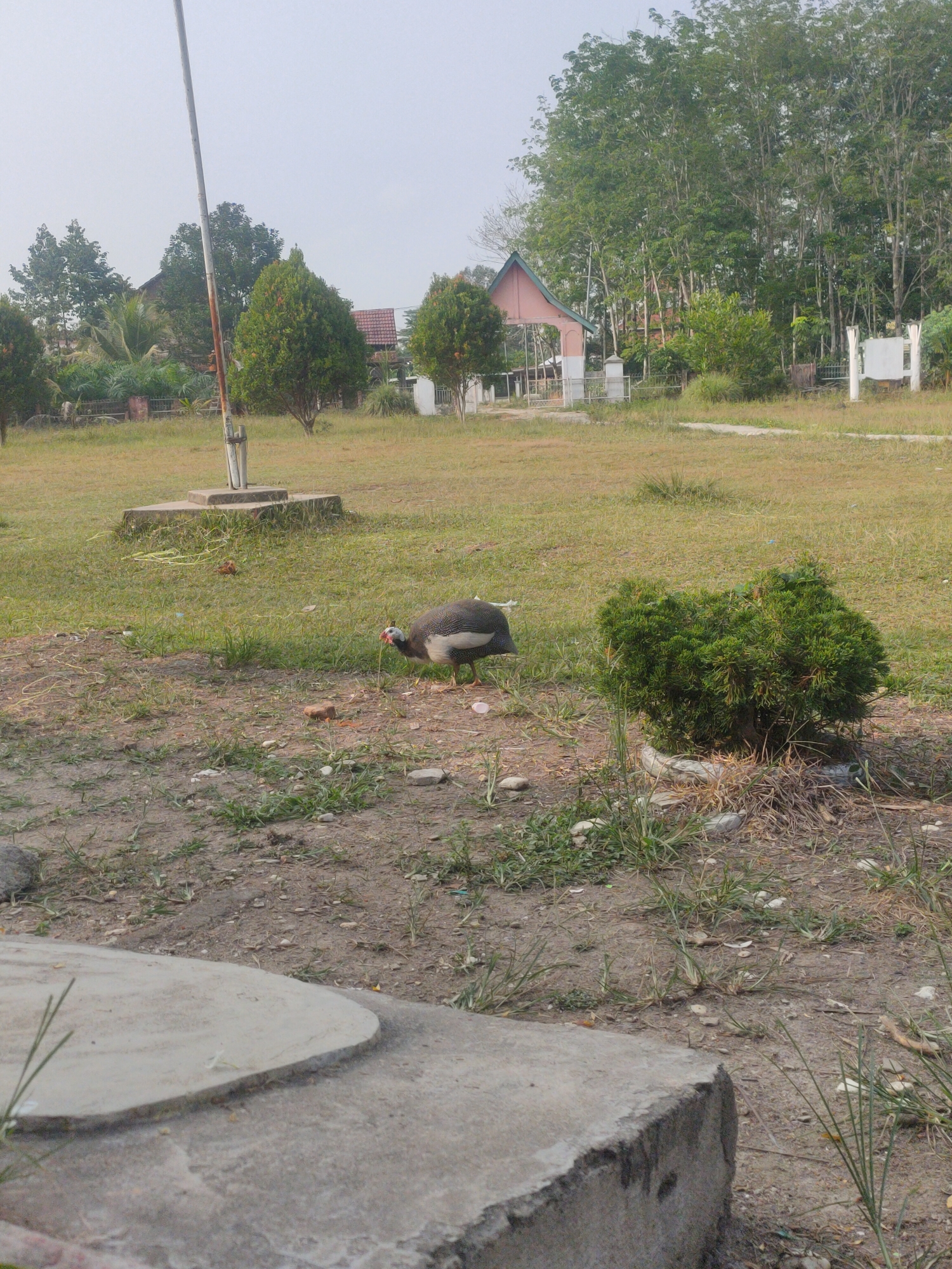 A guinea fowl is foraging in a grassy field in Pematang Kulim, Indonesia. The bird, identified by its speckled plumage and red wattles, is pecking at the ground near a small green bush. In the background, a flagpole stands prominently, and beyond that, a pink-roofed building with an arched entrance is visible. The environment is characterized by dry, sun-baked grass and scattered dirt patches, suggesting a warm, possibly dry climate. The sky is overcast and pale. Several other trees and vegetation are scattered throughout the scene, and there is a concrete structure in the foreground.