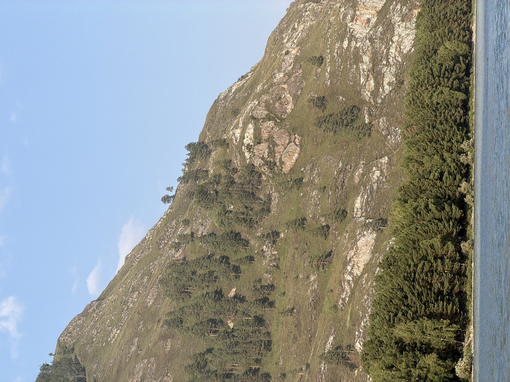 A steep, grassy mountain slope is covered with scattered evergreen trees and rocky outcrops. At the base of the mountain, a dense line of coniferous trees forms a forest that meets a body of blue water. The sky above is a clear, light blue with a few wispy white clouds. The scene depicts a natural landscape, likely in a rural or mountainous region.