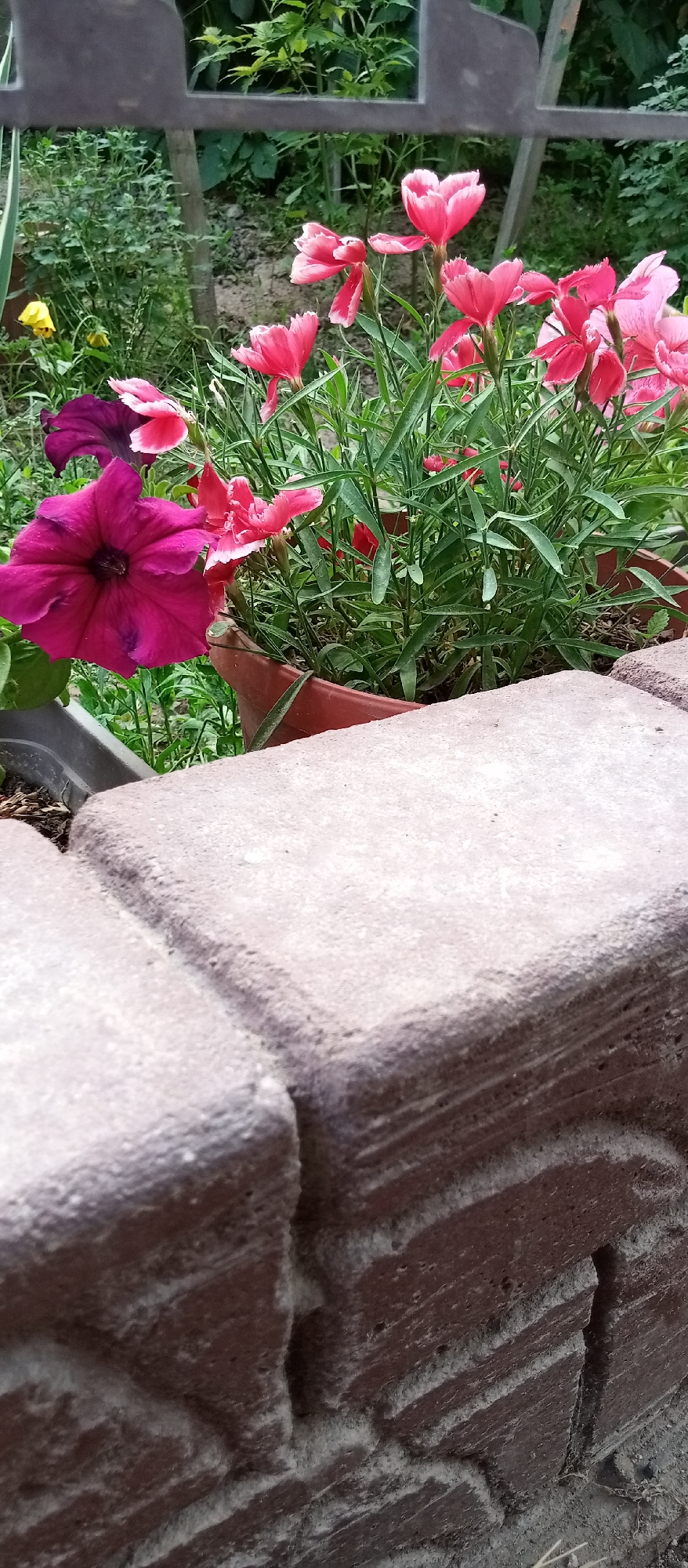 The image shows a close-up of a brick planter box in an outdoor setting, likely a garden or yard. The planter is made of textured, reddish-brown bricks with visible mortar lines and some white residue, possibly dust or efflorescence. In the background, there are various plants, including bright pink flowers, a large purple petunia, and green foliage. Some of the flowers appear to be growing in pots within the planter. The background also shows hints of other structures or fencing. The overall scene suggests a well-maintained garden area. There are no people or animals visible in the image. The location is identified as Shamalgan, Kazakhstan.