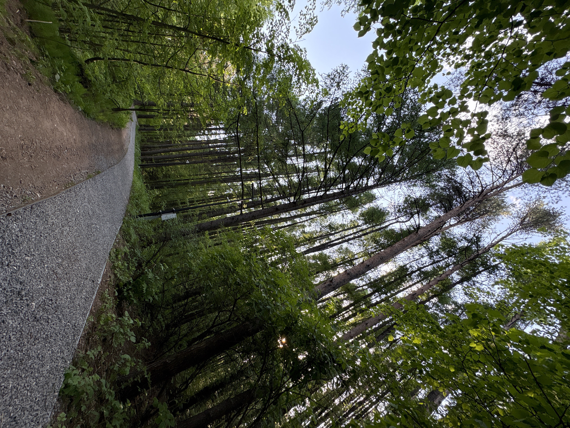 The image shows a forest path, likely a walking trail, in a natural setting. A well-maintained gravel path runs along the left side of the frame. The path appears to be in good condition and designed for pedestrian use. The rest of the view is dominated by tall trees that create a dense canopy overhead. The trees are densely packed. Sunlight filters through the leaves in some areas, creating a dappled effect. The presence of a path suggests that this may be a park or forest area accessible to the public, consistent with areas found in Izhevsk, Russia. The absence of people or any explicit markers or buildings in the frame would indicate that this is the focus on the trail itself and its surrounding natural environment. No actions or interactions are visible in this image.