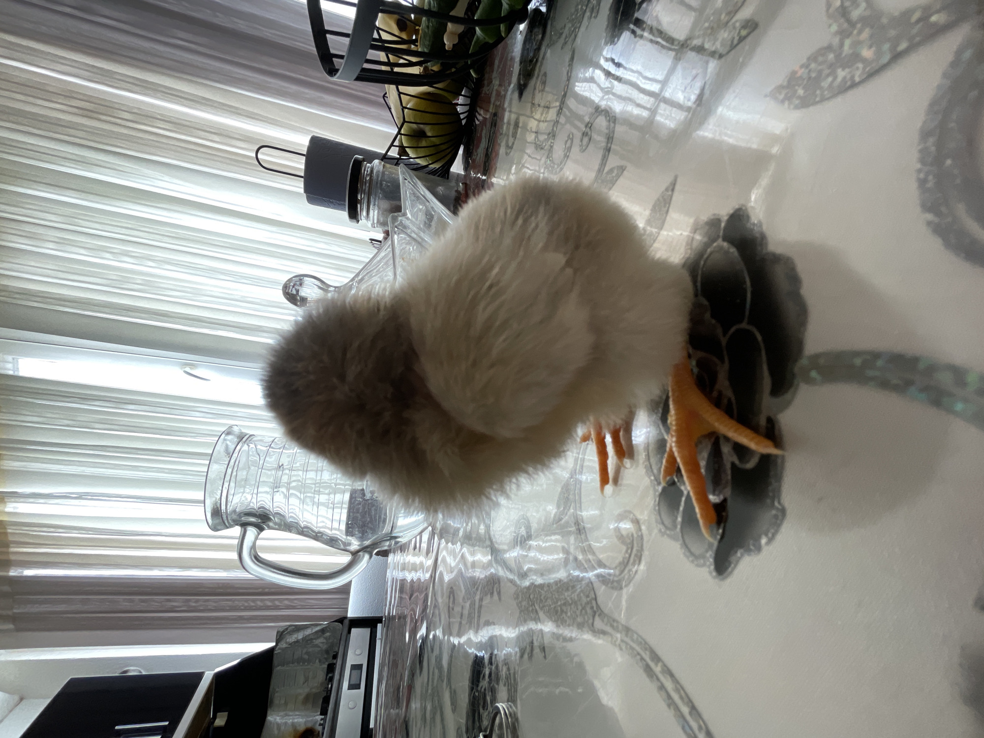 A chick stands on a white, patterned surface, likely a table. Behind it, there's a glass pitcher and other kitchen items. In the background, a window with blinds is visible. The location is Zlatograd, Bulgaria, but there are no explicit details connecting the image to the city.