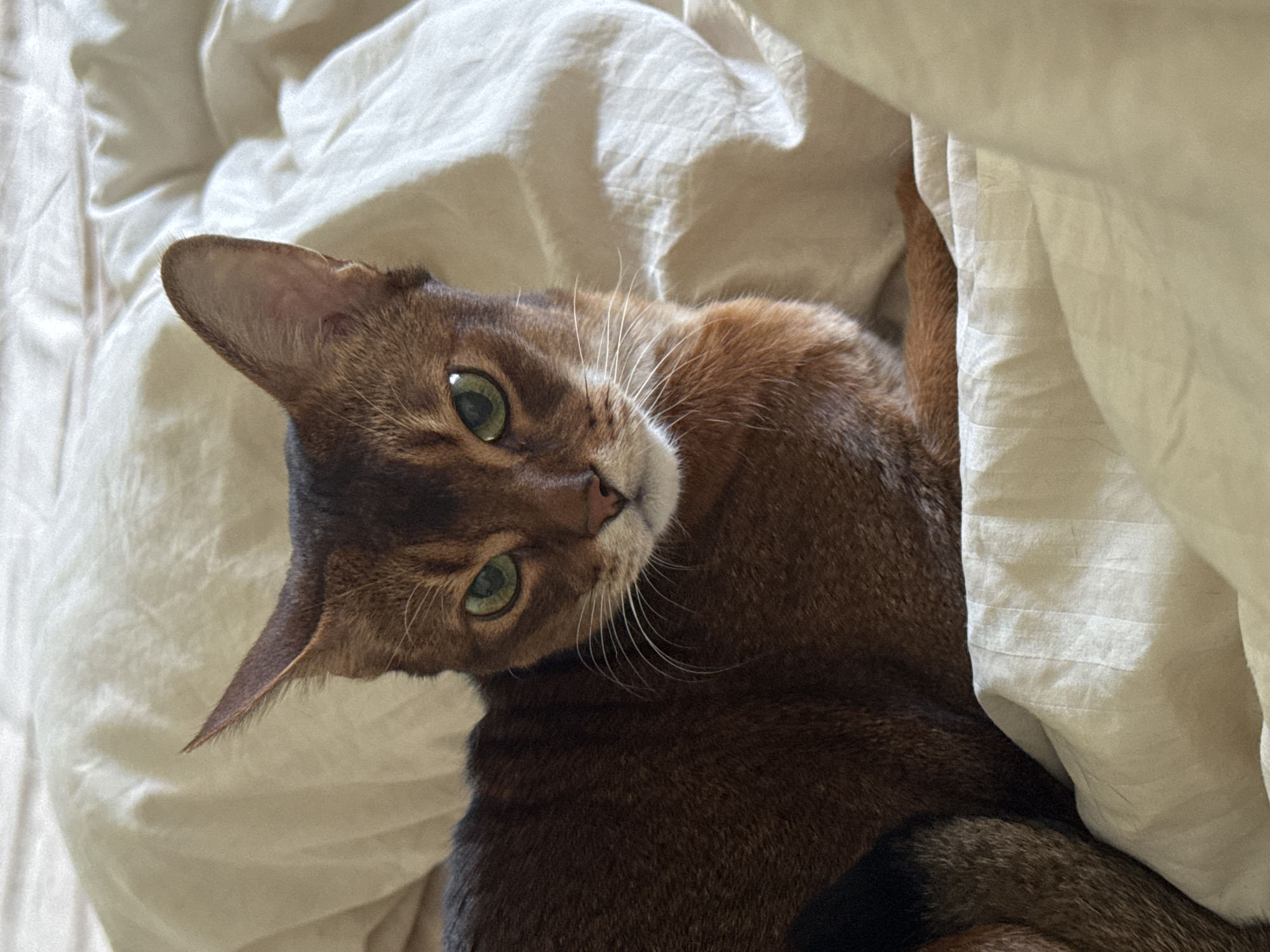 A close-up, eye-level shot shows an Abyssinian cat lying on a crumpled white duvet. The cat, facing the camera, has striking green eyes and russet-colored fur with a ticked pattern. Its ears are alert, and its gaze is directed slightly to the left of the viewer. The background is entirely composed of the white duvet, which is soft and textured with subtle folds. The lighting appears to be natural, casting gentle shadows that highlight the cat's features and the fabric's texture. There are no other subjects or objects visible in the frame, and no identifiable landmarks place the scene in Moscow, Russia.