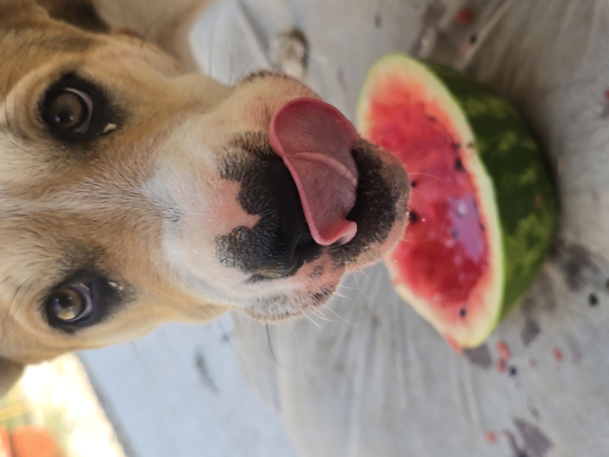 In Podgorica, Montenegro, on a warm, sunny day, a dog is captured in a close-up shot as it enthusiastically licks a piece of watermelon. The dog, with light brown fur and dark markings around its eyes, is focused on the refreshing fruit, its pink tongue extended to reach the juicy interior. A half-eaten watermelon, with its vibrant red flesh and green rind, rests on a textured, light-colored surface, possibly a blanket or tarp, outdoors. The background is softly blurred, suggesting an outdoor setting in Podgorica, with hints of natural light and perhaps some greenery or an earthy tone from the surrounding environment. The image conveys a moment of simple joy and a dog's delight in a summer treat.