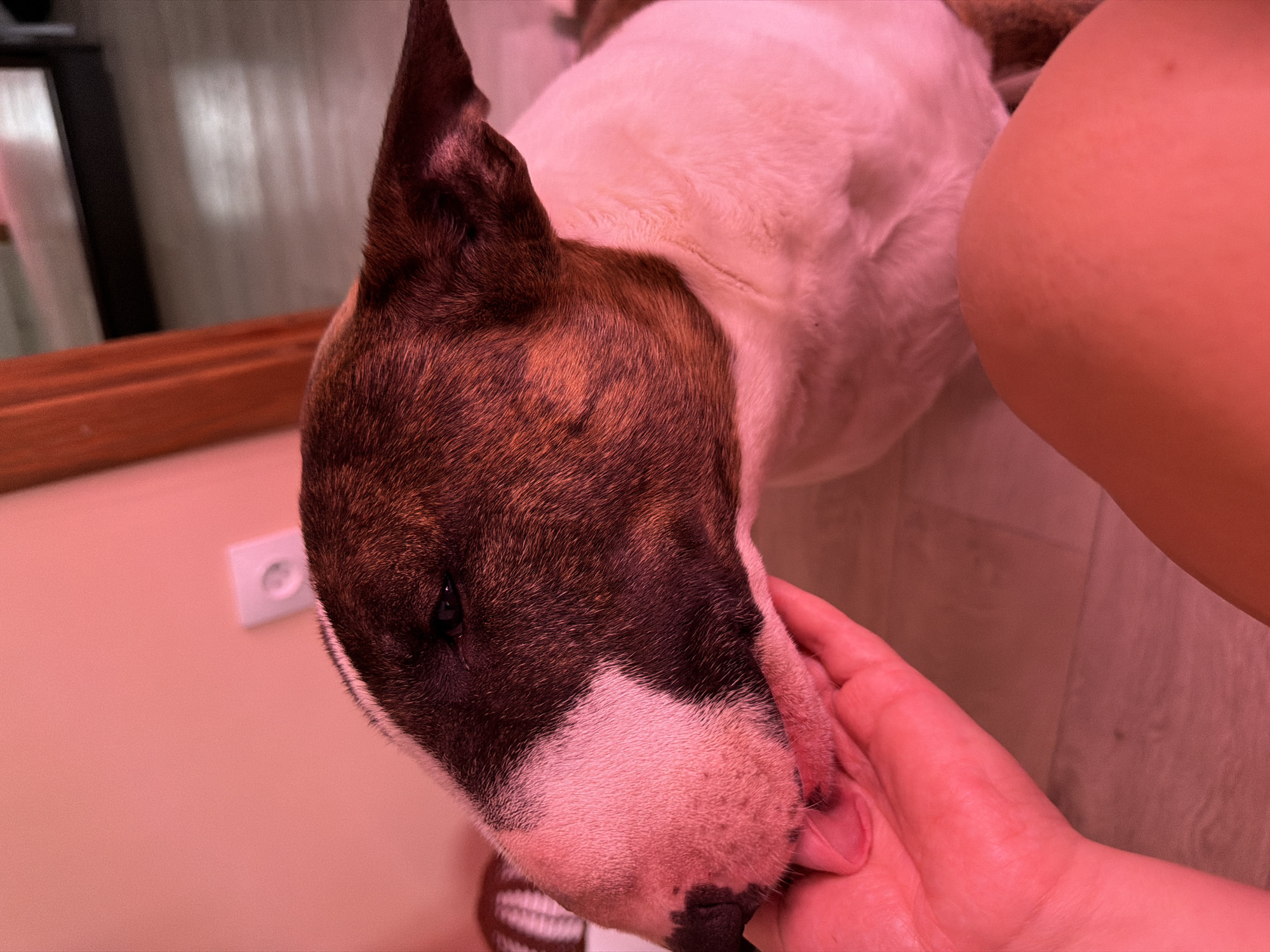 The image shows a close-up view of a brown and white Bull Terrier dog's head being petted by a light-skinned hand. The dog has a mostly brown head with white markings on its snout and forehead. One ear is fully visible and pointed upward. The hand is positioned on the dog's cheek. The background includes a cream-colored wall with an electrical outlet and part of a wooden-framed object. The lighting in the scene appears to have a warm, reddish tint. The location given is Chaikovsky, Russia, although no specific details in the image confirm this.