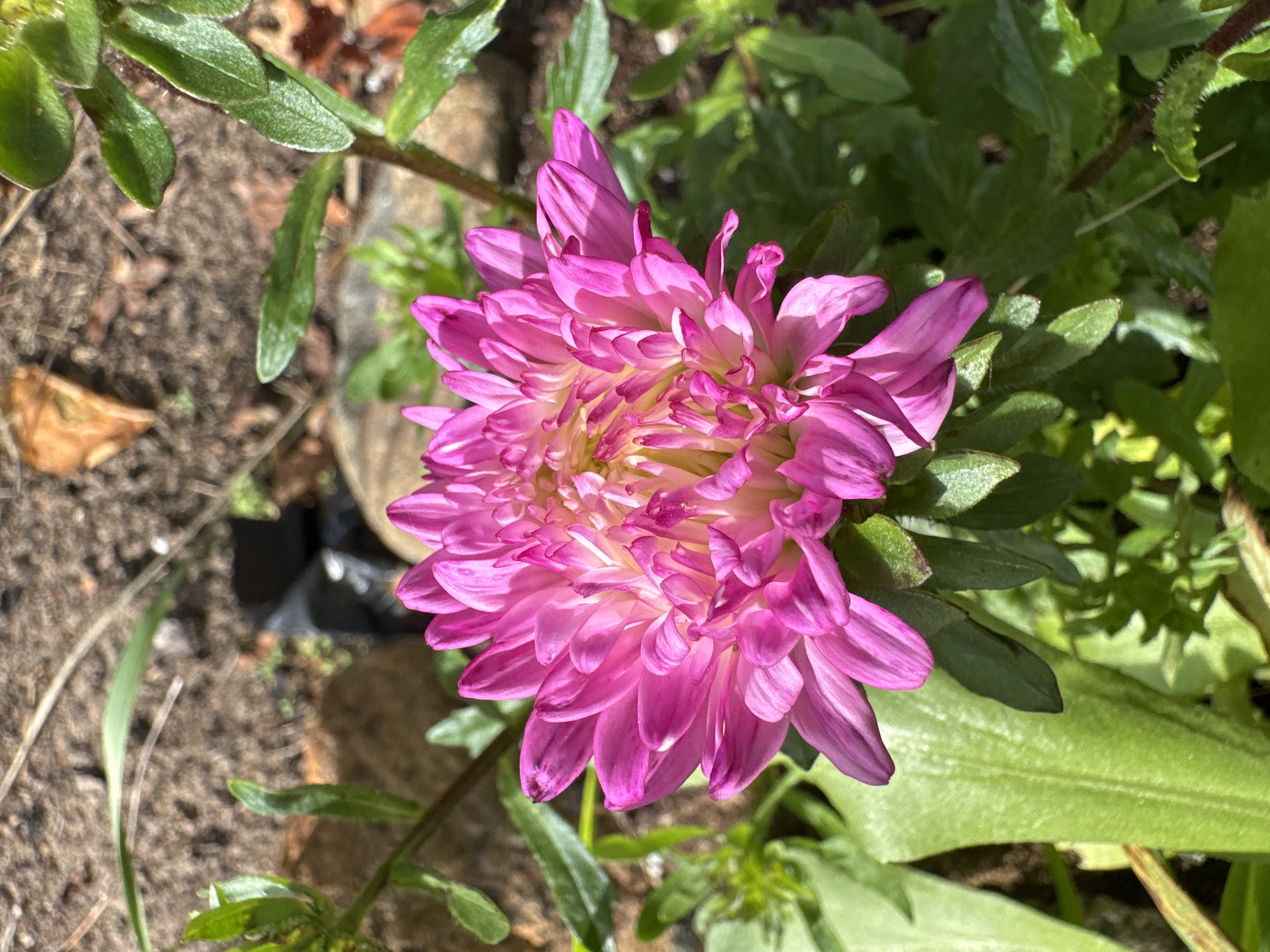 A close-up, high-angle shot captures a vibrant pink aster in bloom, its delicate petals unfurling outwards. The flower is positioned centrally, with its soft pink and yellow hues contrasting against the muted earthy tones of the background. The surrounding foliage is a lush green, with some leaves appearing slightly wilted. The ground beneath is a mix of dry soil, small stones, and scattered dry leaves. A black plastic object is partially visible in the background, suggesting a garden setting. The image is taken in Ozerki (Krasnodolinskaya), Russia.