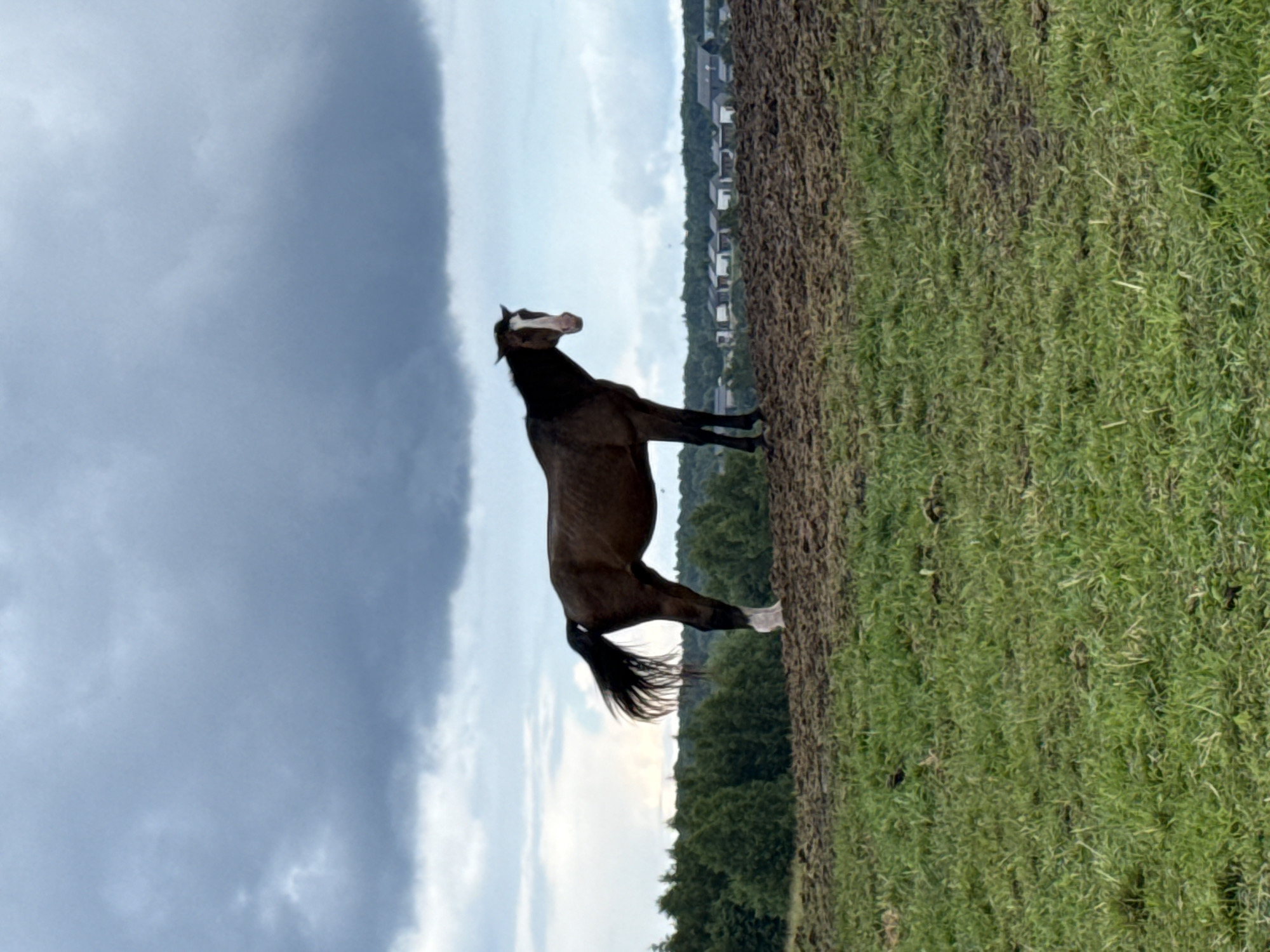 A brown horse stands on a patch of brown earth, with a green grassy field in the foreground. The horse is facing left, with its head turned slightly towards the viewer. It has a white blaze on its face and white socks on its hind legs. Behind the horse, there is a line of dark green trees and a cluster of small buildings in the distance. The sky is overcast with dark, heavy clouds. This scene is located in the village of Galinė, Lithuania.
