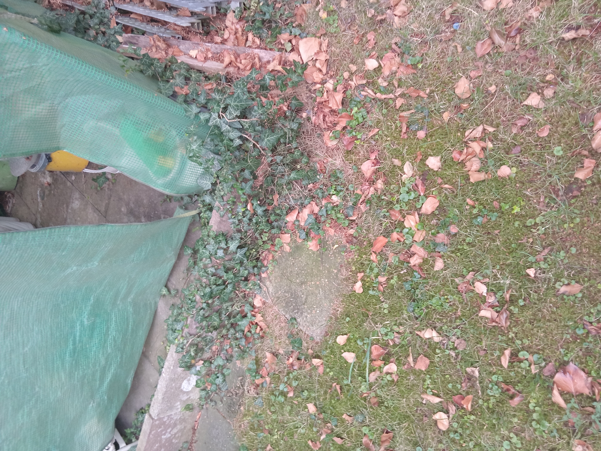 The image depicts an outdoor scene, possibly a garden or backyard area, in Weißenthurm, Germany. A large section of a green, mesh-like fabric, possibly a greenhouse cover or shade cloth, is prominent in the upper portion of the image, angled and draped over an unseen structure. Beneath this fabric, some green foliage, possibly ivy, is visible growing along a concrete border. The ground is covered with green grass interspersed with fallen brown leaves. In the background, obscured by the green fabric, there appear to be some yellow and green objects, possibly containers or equipment. To the right of the green fabric, a stack of weathered wooden planks and some metal grating are visible, suggesting construction or storage materials. The overall impression is of a slightly unkempt outdoor space with elements of a garden and possibly some utility or storage areas. There are no people or discernible actions or interactions depicted in the image.