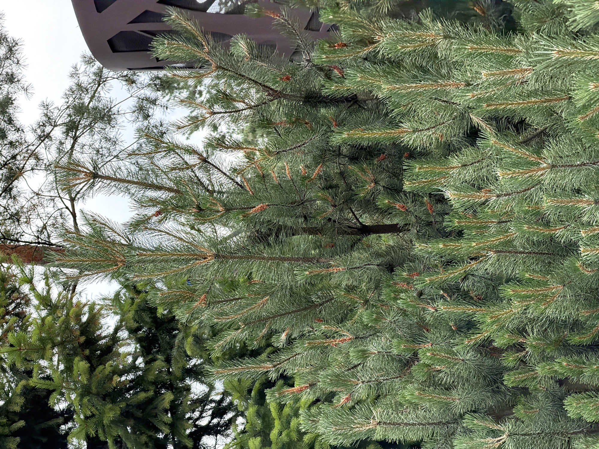 The image shows a close-up of pine trees with sharp green needles and brown cones. In the background, there are other evergreen trees, a thin tree trunk, and a large, dark brown, patterned cylindrical object that appears to be a decorative planter or fire pit. The sky is overcast and light gray. The setting appears to be an outdoor landscape, possibly a garden or park, with various types of coniferous trees and a decorative garden feature. The location of Озерное (майминский), Russia, is not explicitly visible or suggested by any identifiable landmarks within the image itself.