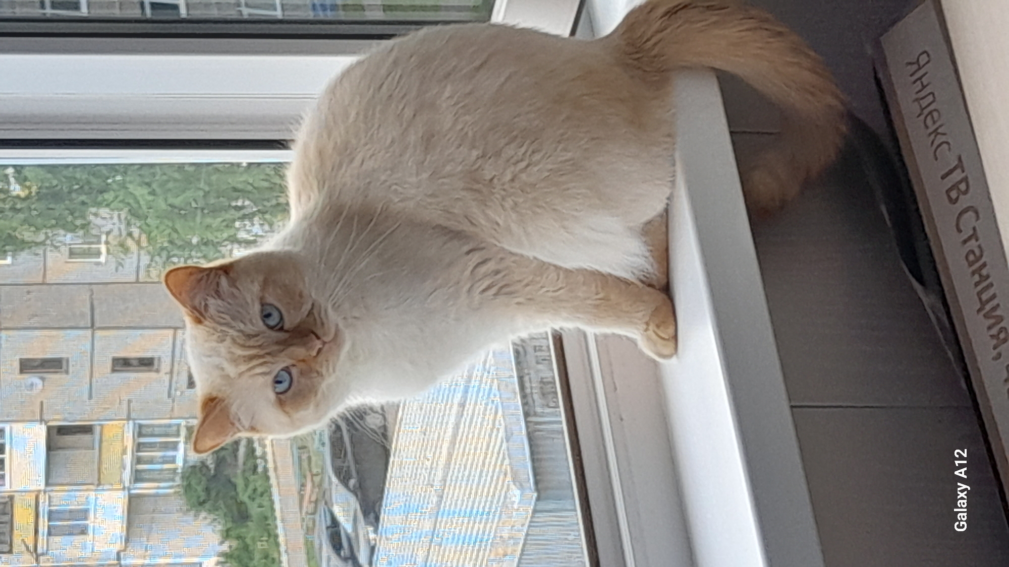 A fluffy cream-colored cat with striking blue eyes sits on a white windowsill, looking directly at the camera. Behind the cat, a building with light-colored facade and blue-tinted windows is visible, along with some green trees. The windowsill appears to be in an urban environment. The cat is positioned in the center of the frame, with its tail curled around its body. In the lower right corner of the image, a portion of a gray surface with text is visible, indicating a potential indoor or covered area. The text on the gray surface is in Russian and appears to read "Яндекс ТВ Станция", which translates to "Yandex TV Station". The phone model "Galaxy A12" is also watermarked on the lower left of the image.