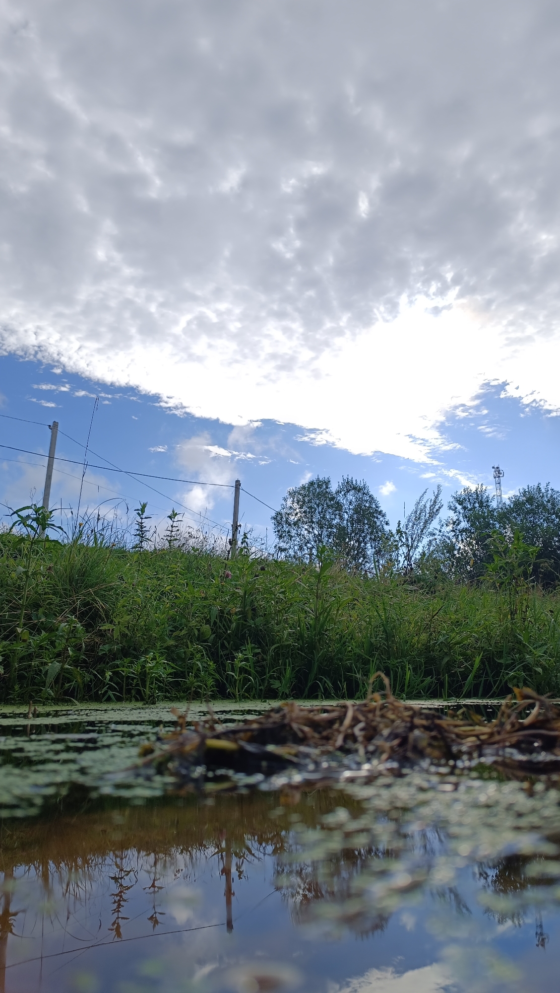 This is a low-angle, vertical, outdoor photograph taken on a sunny day. The foreground is dominated by a body of water with a reflective surface. Patches of green algae or duckweed cover the water's surface, along with some floating debris, possibly dried grass or twigs. The reflection in the water shows the sky, clouds, and hints of vegetation and a pole.
In the midground, a dense line of green grass and vegetation grows along a slight incline. Several thin, wooden posts with wires strung between them are visible within the vegetation, suggesting a fence. Beyond the grassy slope, a line of trees forms the background. The sky above is a bright blue with scattered white, puffy clouds. In the far distance, a tall, lattice-style tower, possibly a cell tower or radio tower, is visible on the right side of the frame, near some trees. The overall impression is of a rural or semi-rural landscape. The image is not located in Karsha, Russia.