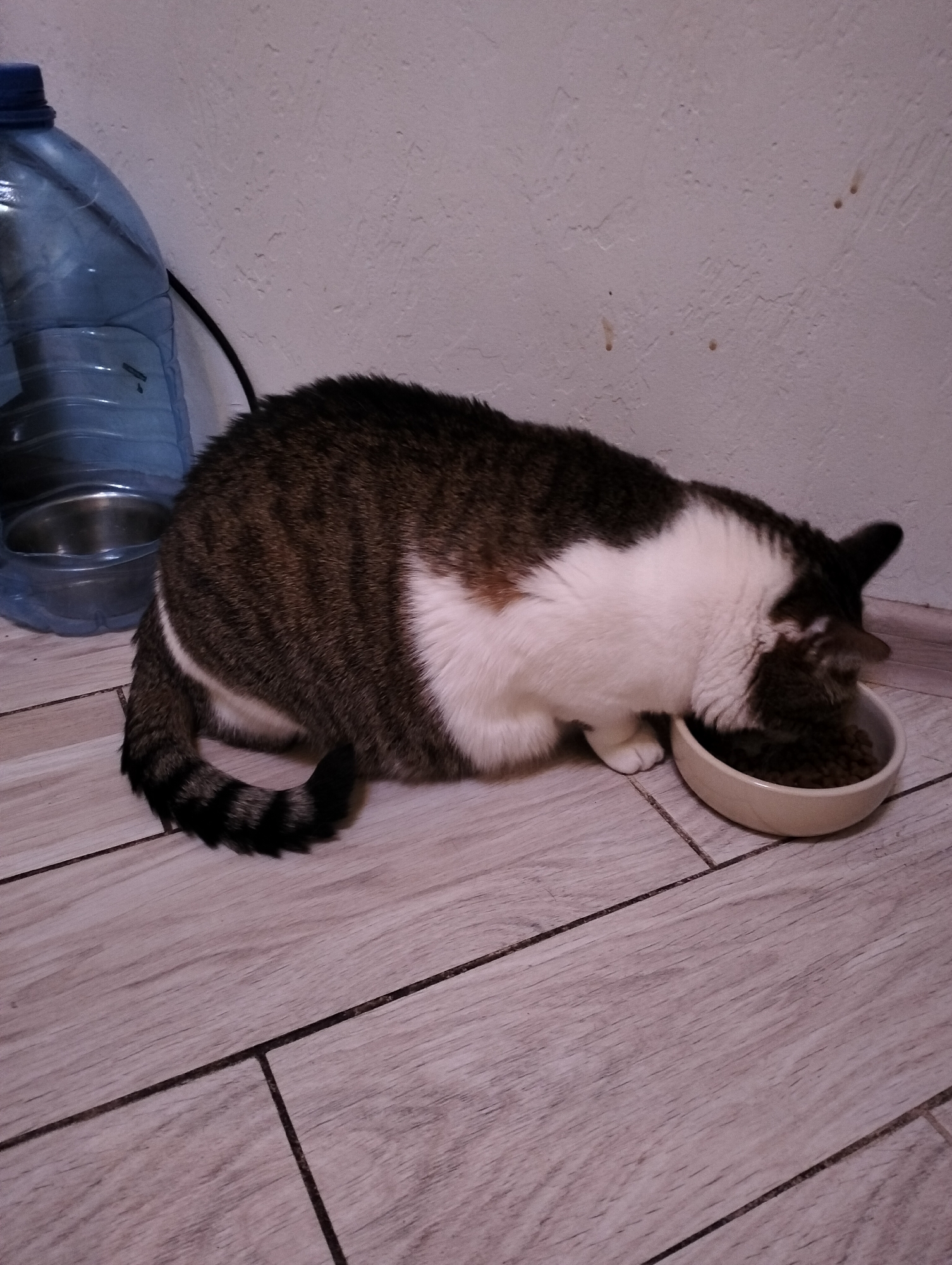 A cat with brown and white fur is eating from a light beige bowl on a light brown tile floor. A large, clear plastic water bottle sits next to the cat, near a light-colored wall. The location of the image is not discernible from the visual information.