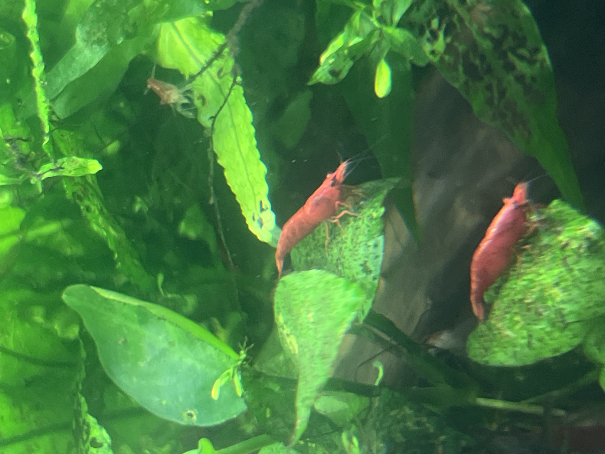This is an extreme close-up, vertical, outdoor shot of red cherry shrimp swimming in an aquarium. The shrimp are bright red and appear to be in their natural habitat among green aquatic plants. The lighting is somewhat dim, but the vibrant colors of the shrimp and plants are still visible. There is no indication of a city or specific location.