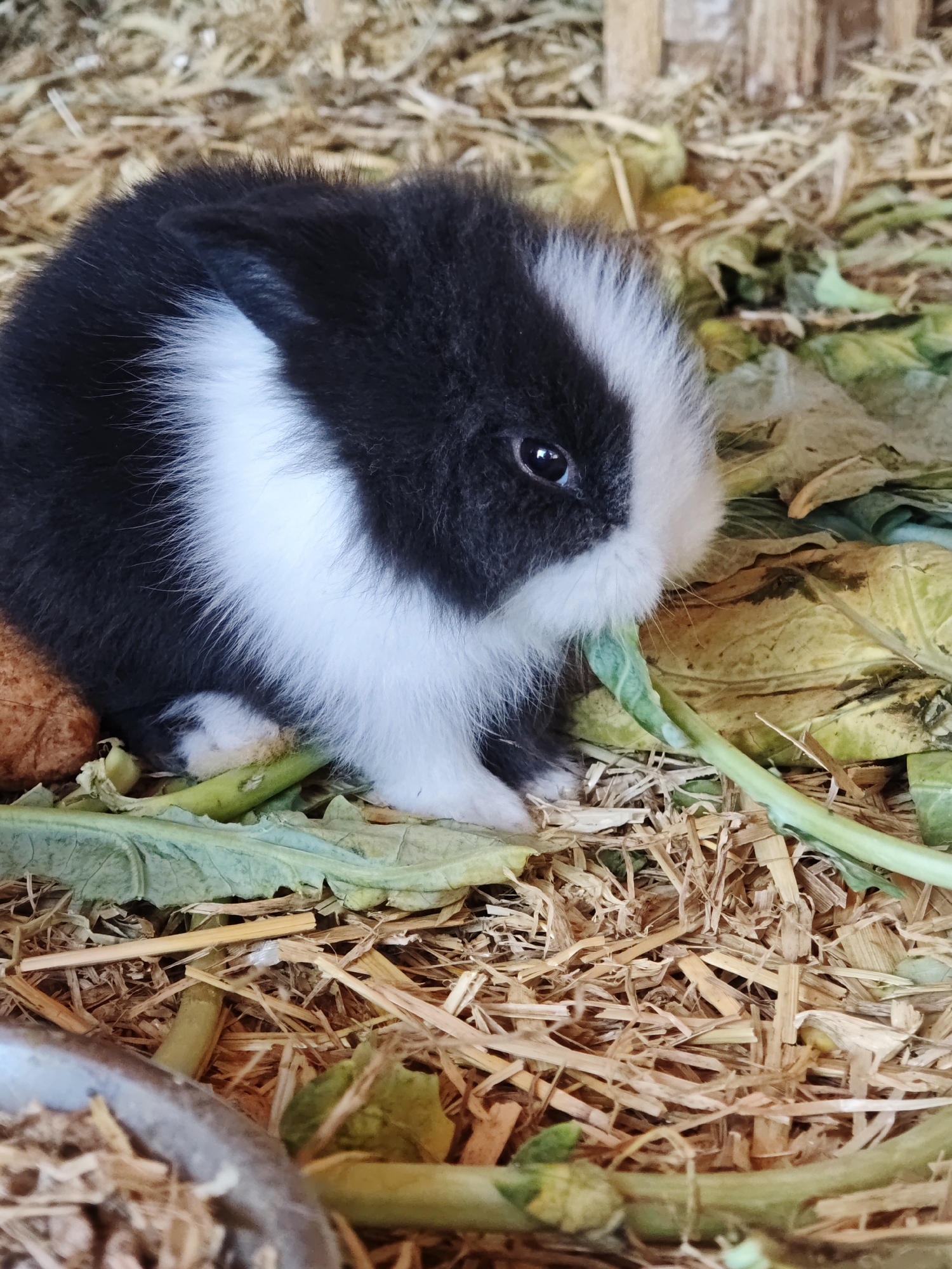 A baby rabbit with black and white fur sits amongst straw and green leafy vegetables in a coop. The rabbit's right eye is visible, and it appears to be nibbling on a green stalk. The background consists of straw, dried leaves, and wooden elements of the enclosure. The scene is indoors, likely in a rural setting. There are no humans or other animals present in the frame.