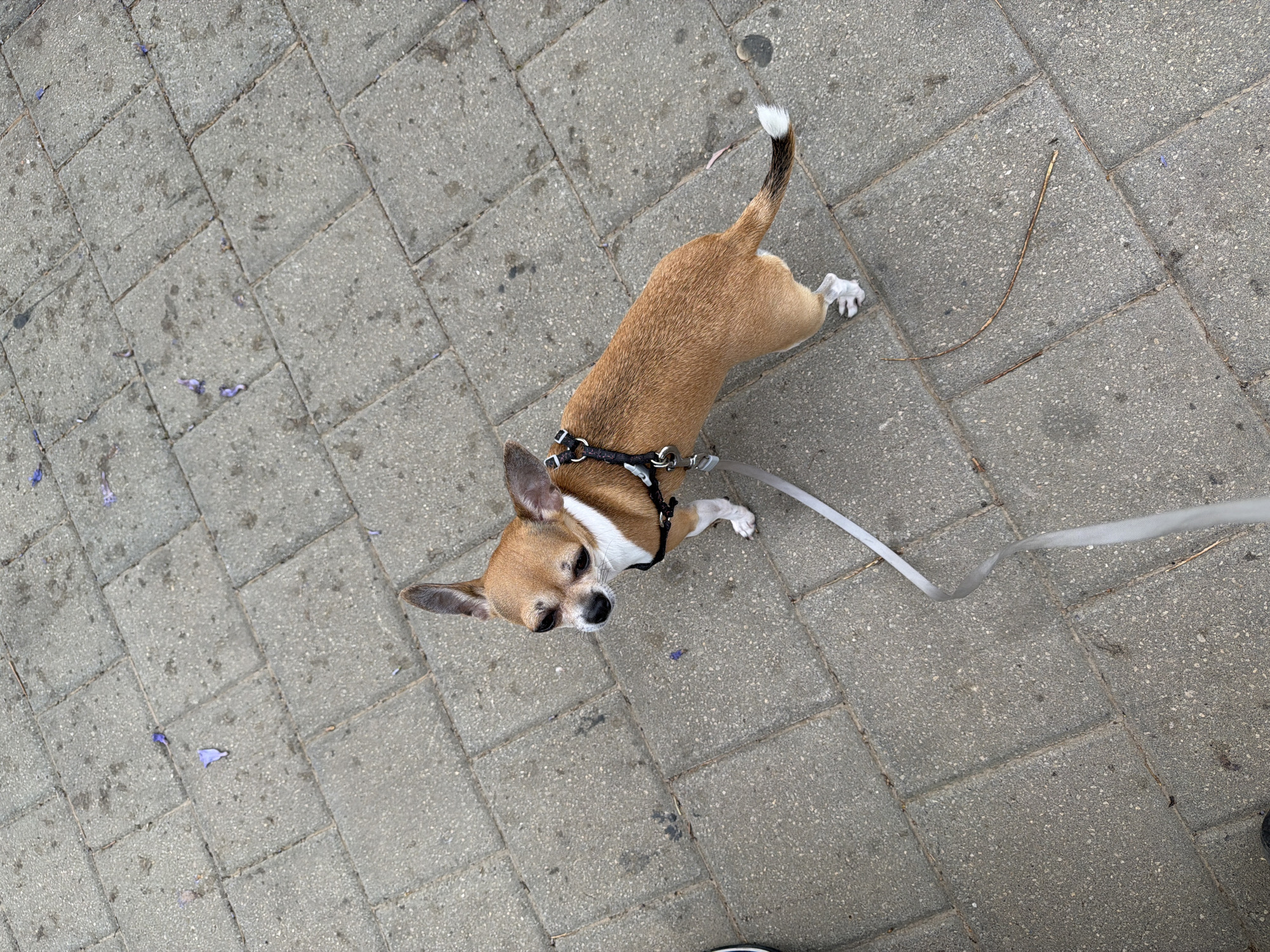 A small, tan-colored Chihuahua with white markings is standing on a grey, brick-paved surface. The dog is wearing a black harness and a white leash is attached. The background is a paved surface with a few scattered leaves or petals. The location appears to be an urban setting, likely a sidewalk.