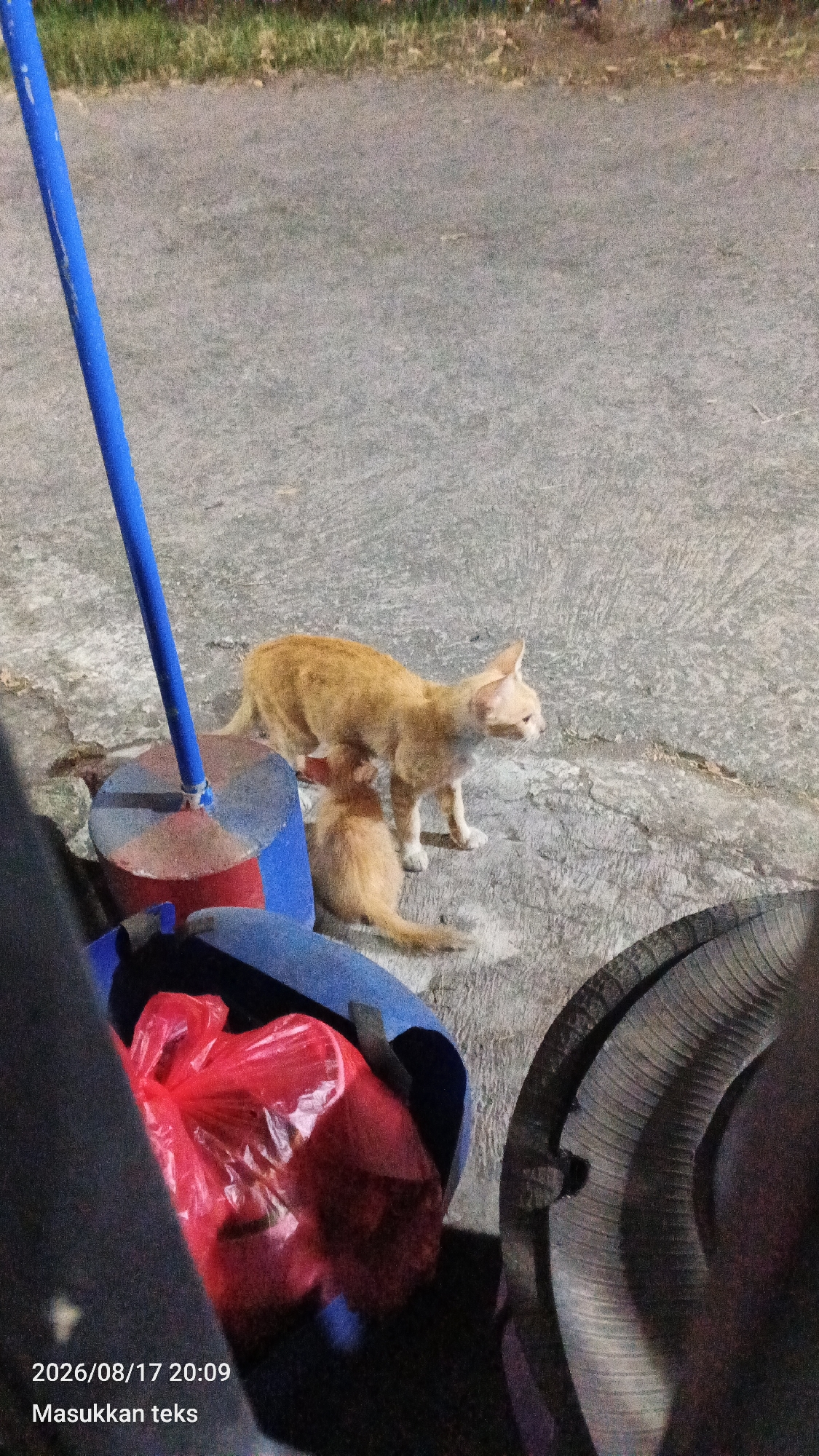 In the city of Jeru, Indonesia, two ginger cats are visible on a paved surface. A larger cat is standing and appears to be nursing a smaller kitten. To the left, a blue pole with red and blue cylindrical bases is present. In the foreground, a red plastic bag is contained within a blue object, and a portion of a tire is visible on the right. The background shows a grassy area. A timestamp on the image reads "2026/08/17 20:09".
