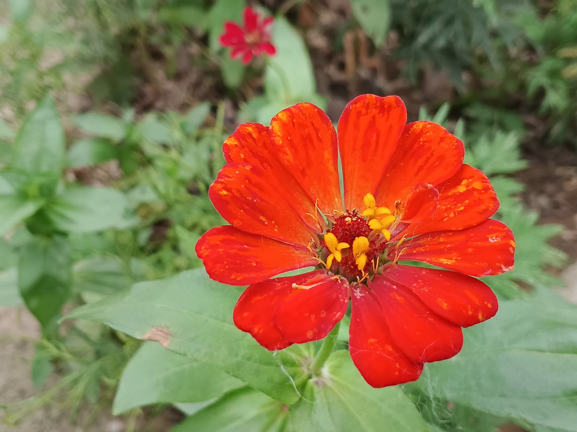 A close-up shot of a red Zinnia flower with a yellow center. The flower is surrounded by green leaves. Another red flower, out of focus, is visible in the background. The location is Shunde District, China, based on image metadata.