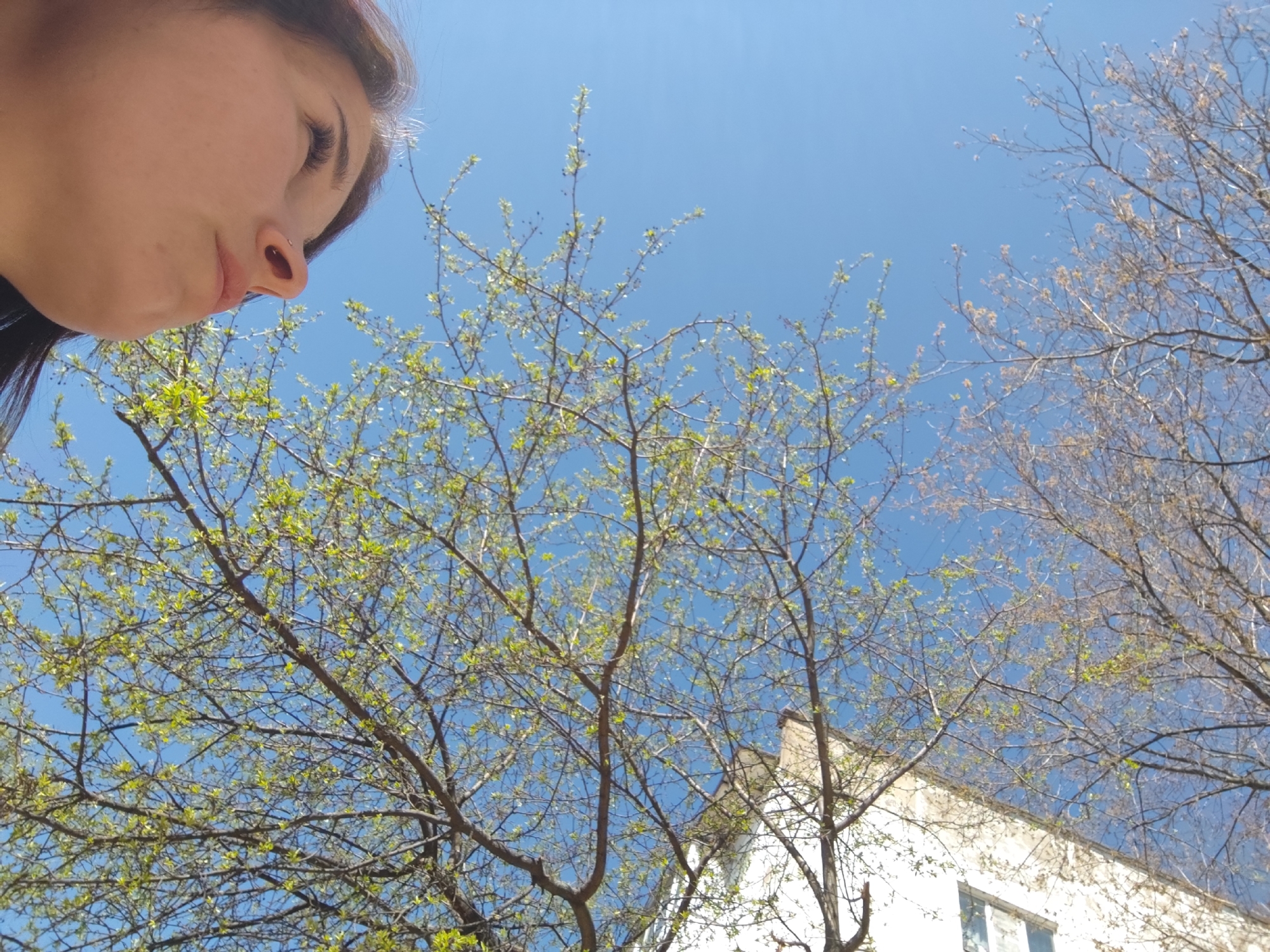 The image presents a low-angle perspective of a scene in what appears to be the city of Chaikovsky, Russia. A woman's face occupies the upper left portion of the frame, her gaze directed downwards. A tree with emerging green leaves dominates the central view, contrasting with a second, more bare tree to the right. The background features a clear blue sky and a section of a white building with visible windows.