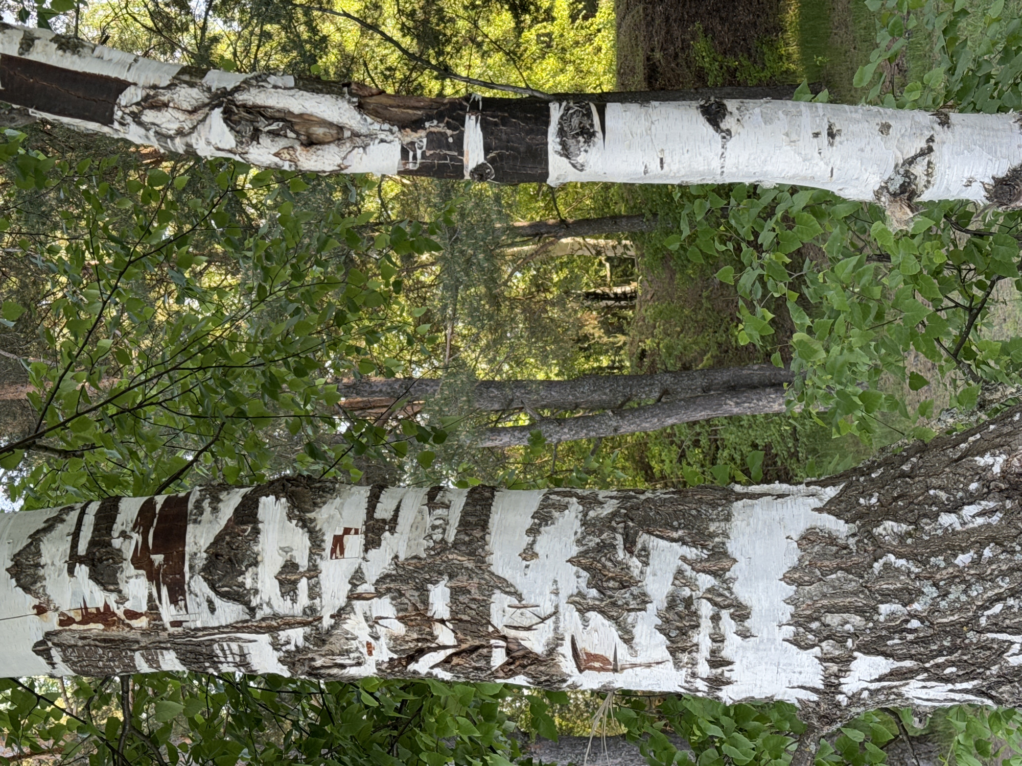 The image features two birch tree trunks with their characteristic white bark and dark markings. The trunks are positioned horizontally across the frame, with green foliage visible in the foreground and background. The environment suggests a wooded area or park setting, likely within the city of Chaikovsky, Russia. There are no people visible in the image. The main subjects are the birch tree trunks, their textures and patterns being the prominent elements.