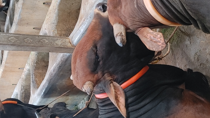 The image shows two brown and black cows, one wearing an orange collar, standing in a concrete pen in Savar, Bangladesh. The cows are standing side by side, with their heads touching. The pen is lined with concrete troughs and a metal pole, and the ground is covered in dirt and grass.