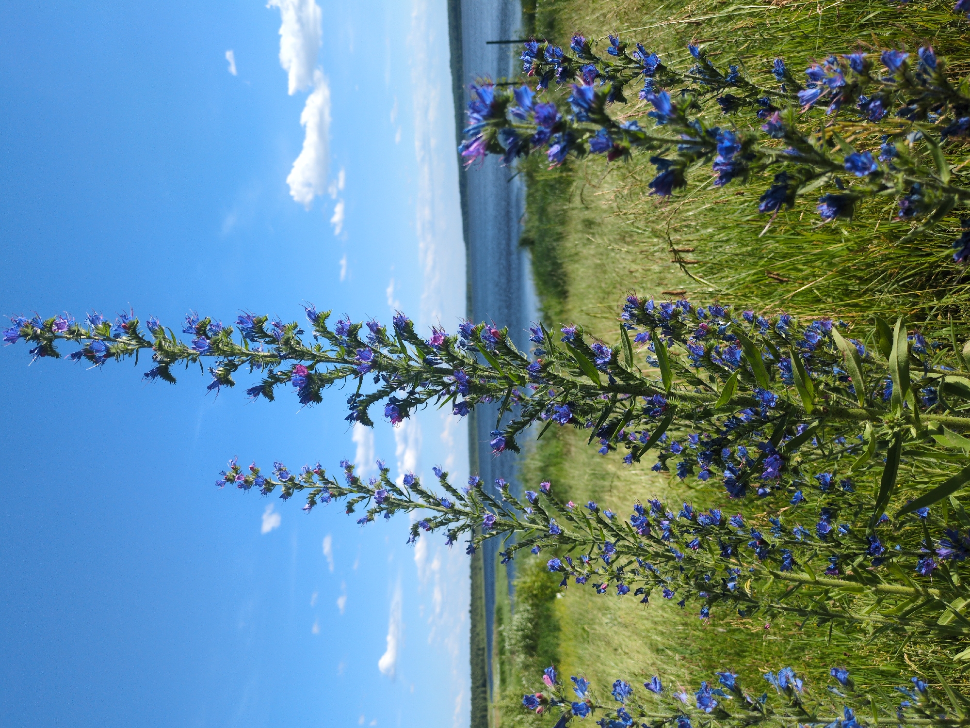 This is a vertical, medium shot of flowering plants with a body of water and a bright blue sky in the background. The plants in the foreground are a cluster of thin, green stalks covered with small, bright blue flowers. The flowers are densely packed along the stalks and have a slightly spiky appearance. Some of the flowers show hints of pink or purple.
Behind the flowering plants, there is a wide expanse of calm, dark blue water, likely a lake or river. The water stretches horizontally across the frame, meeting a distant, hazy treeline. The sky above is a vibrant, clear blue with a few scattered, fluffy white clouds. The overall impression is one of a sunny, clear day in a natural, open setting. The grass and foliage surrounding the flowers are green and appear somewhat wild, suggesting a meadow or natural landscape.
The image orientation is rotated 90 degrees clockwise, so the sky and water appear as vertical bands on the left and right sides of the image respectively, and the plants are arranged horizontally. The lighting suggests it is daytime, likely midday, given the brightness of the sky. There is no text visible in the image. The scene evokes a feeling of peace and natural beauty.