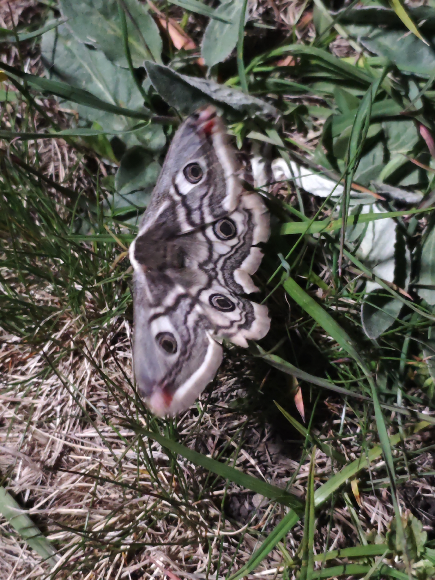 A moth with a distinctive pattern of eye spots is resting in a patch of grass and straw. The moth is a light gray color with dark gray markings. The edges of its wings are scalloped. The background consists of green grass and brown straw, suggesting an outdoor setting. The location is unspecified.
