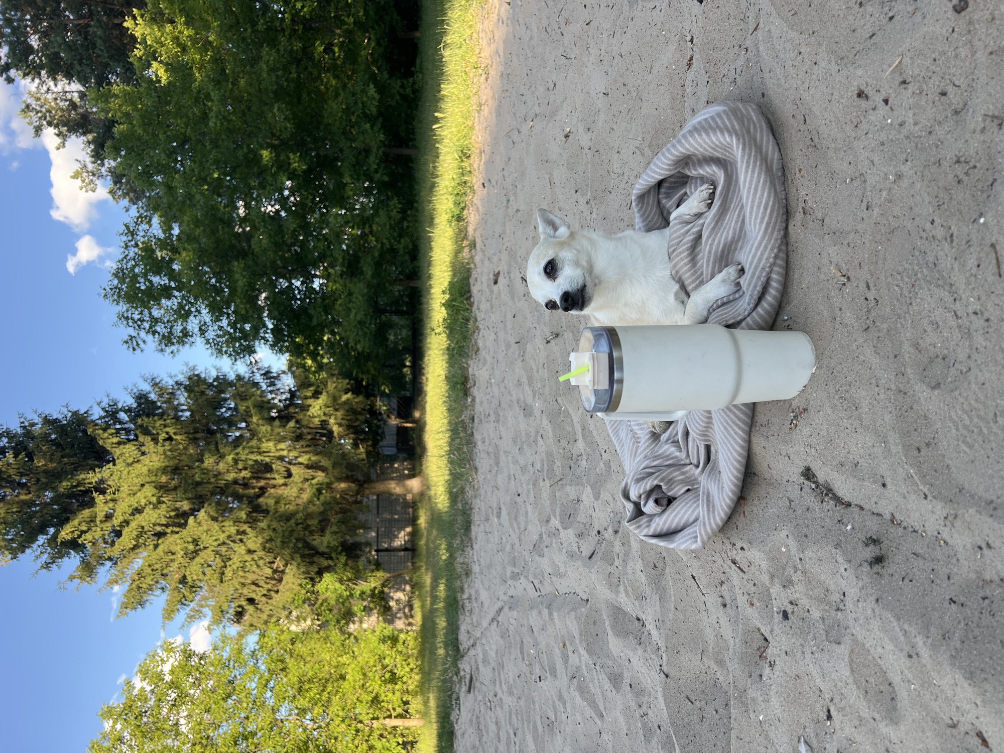 A white Chihuahua dog sits on a striped blanket on a sandy area, with a tall, white insulated tumbler next to it. The dog is looking to its right. In the background, there are trees and a clear blue sky with some clouds. The setting appears to be an outdoor recreational area, possibly a beach or park, located in the village of Kulishi, Ukraine.