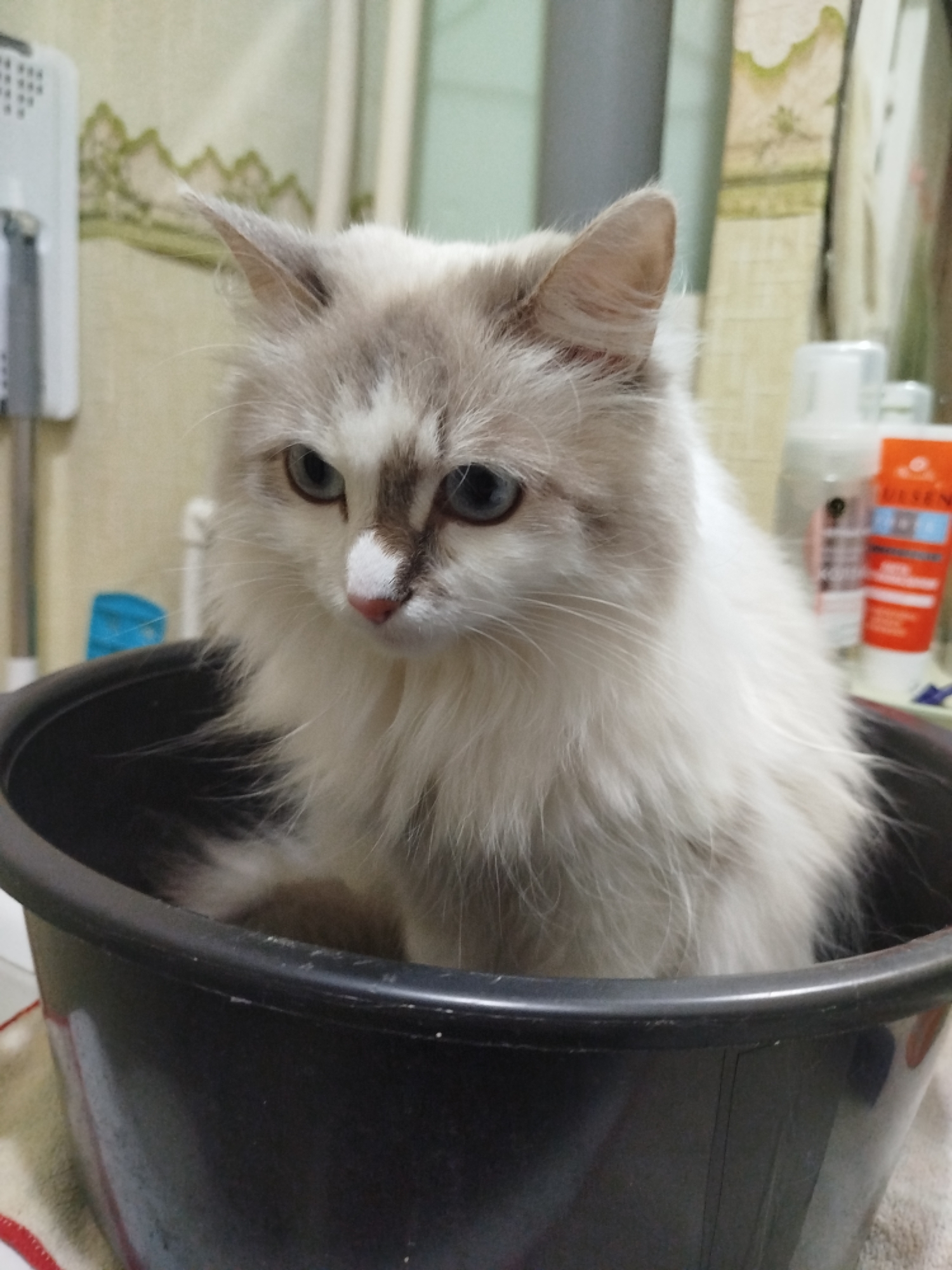 In an indoor setting, a fluffy long-haired cat with white and grey fur sits in a large black plastic basin. The cat has blue eyes and a pink nose. The background shows a wall with a light green pattern, a white appliance, and several bottles of toiletries. The lighting is dim, and the image is slightly blurry.