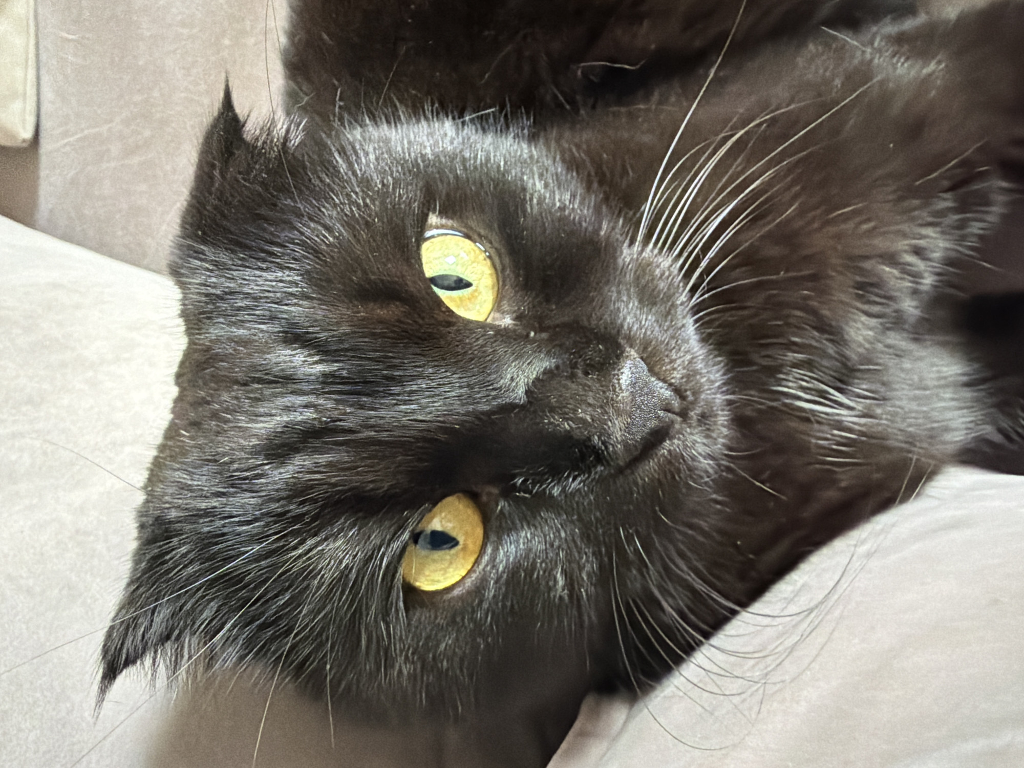 This is a close-up, head-on shot of a black cat with bright yellow eyes. The cat's ears are folded forward, characteristic of a Scottish Fold breed. Its fur appears dense and slightly messy. The cat is looking directly at the camera with an intense gaze. The background is out of focus and appears to be a textured surface, possibly a sofa or cushion, in a neutral color. There is no discernible indication of the city of Tsiolkovsky, Russia, or any urban environment.
