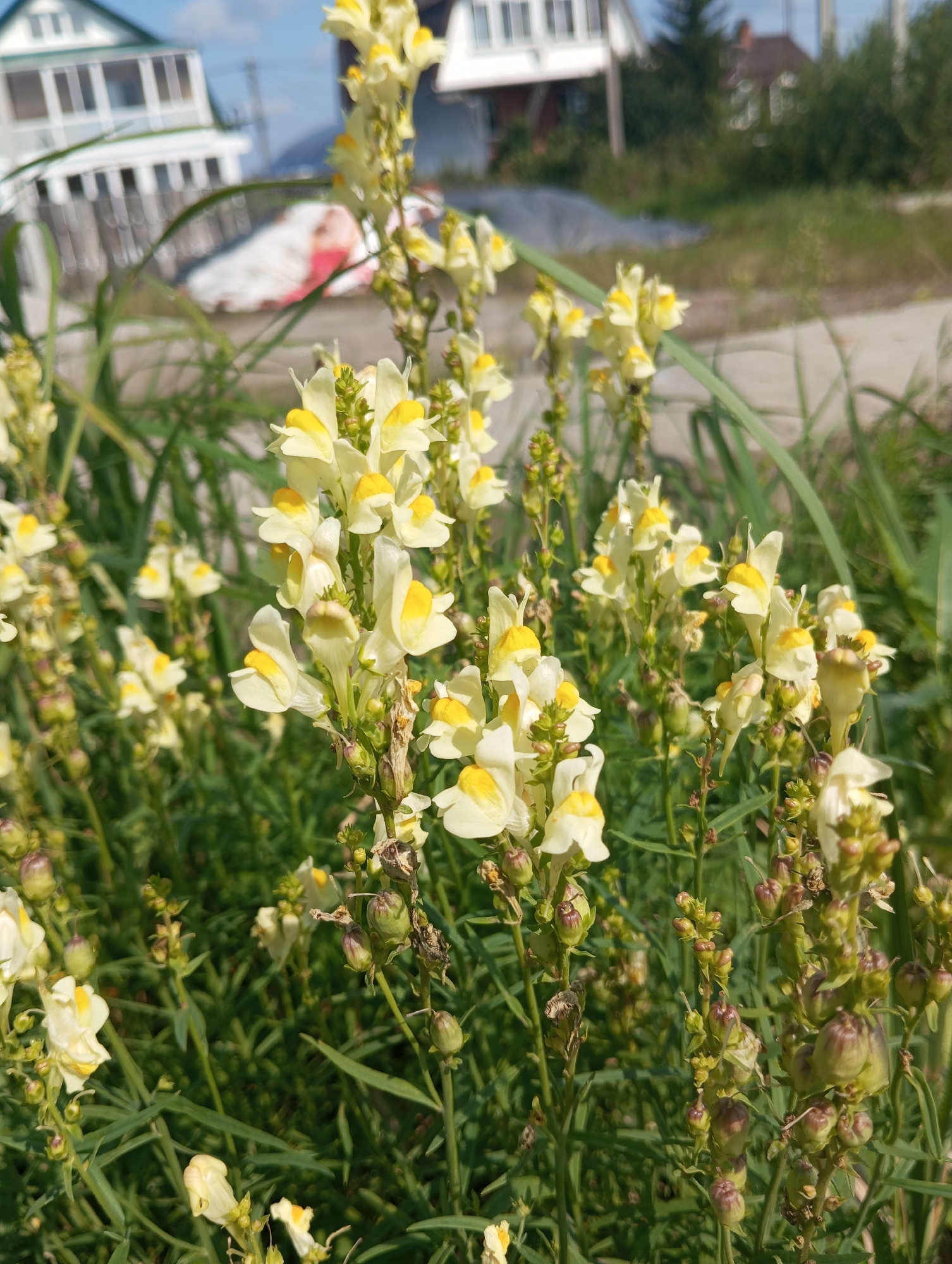 In the foreground of this outdoor, daylight image, a cluster of yellow and white wildflowers with thin, green stems and leaves dominates the frame. The flowers have delicate petals and small, budding seed pods visible on some of the stems. Behind the flowers, the environment transitions to a blurred background featuring green grass, a paved surface, and in the distance, buildings with white siding and windows, suggesting a residential or semi-rural setting. The sky is visible above the buildings, appearing blue with scattered clouds. The scene is captured from a low angle, focusing on the botanical subjects.