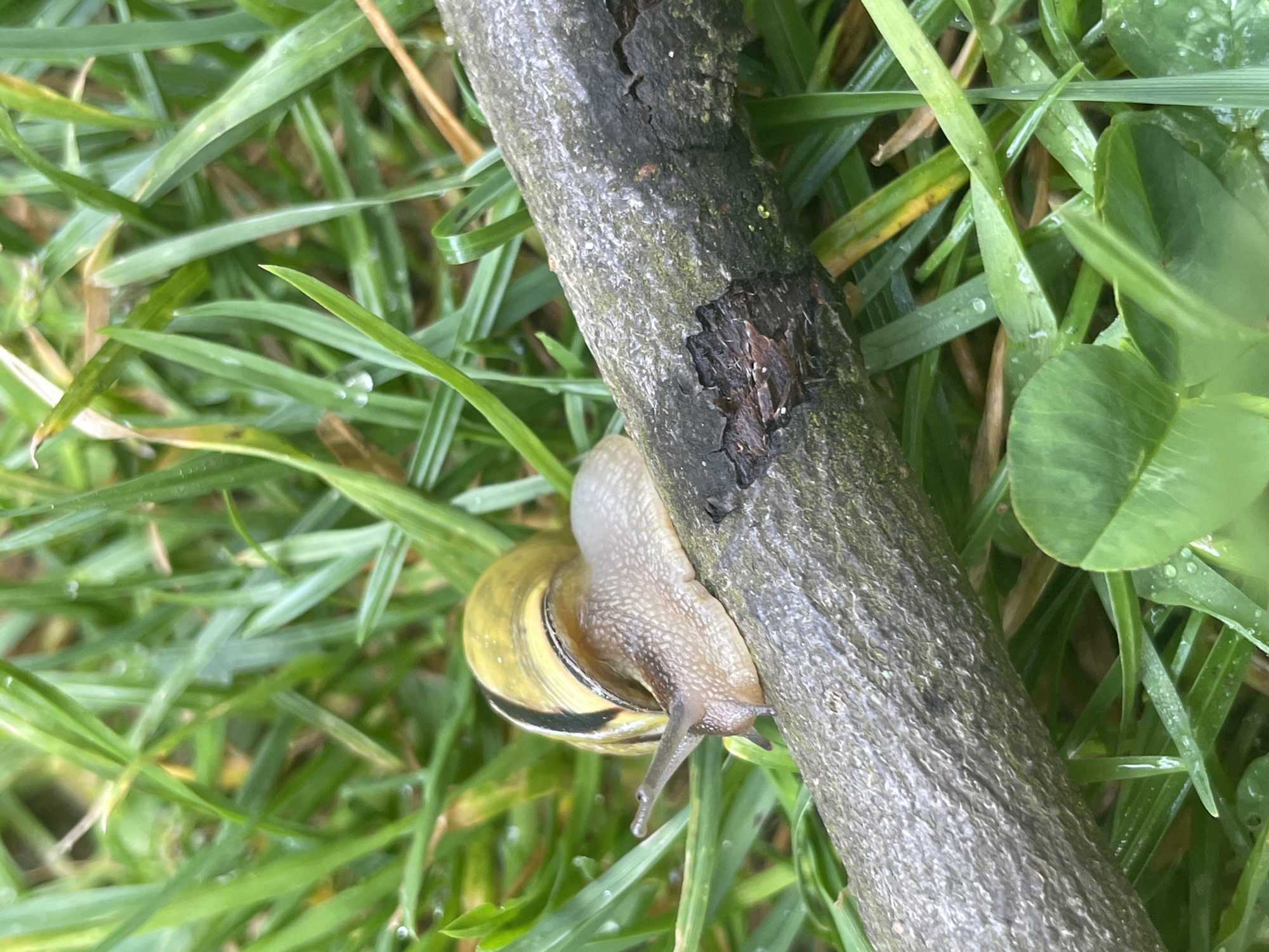 A snail with a yellow and black striped shell is clinging to a thin, rough-textured tree branch. The branch is surrounded by green grass and clover. The scene is outdoors, likely in a garden or park. The location is Unknown, Unknown.