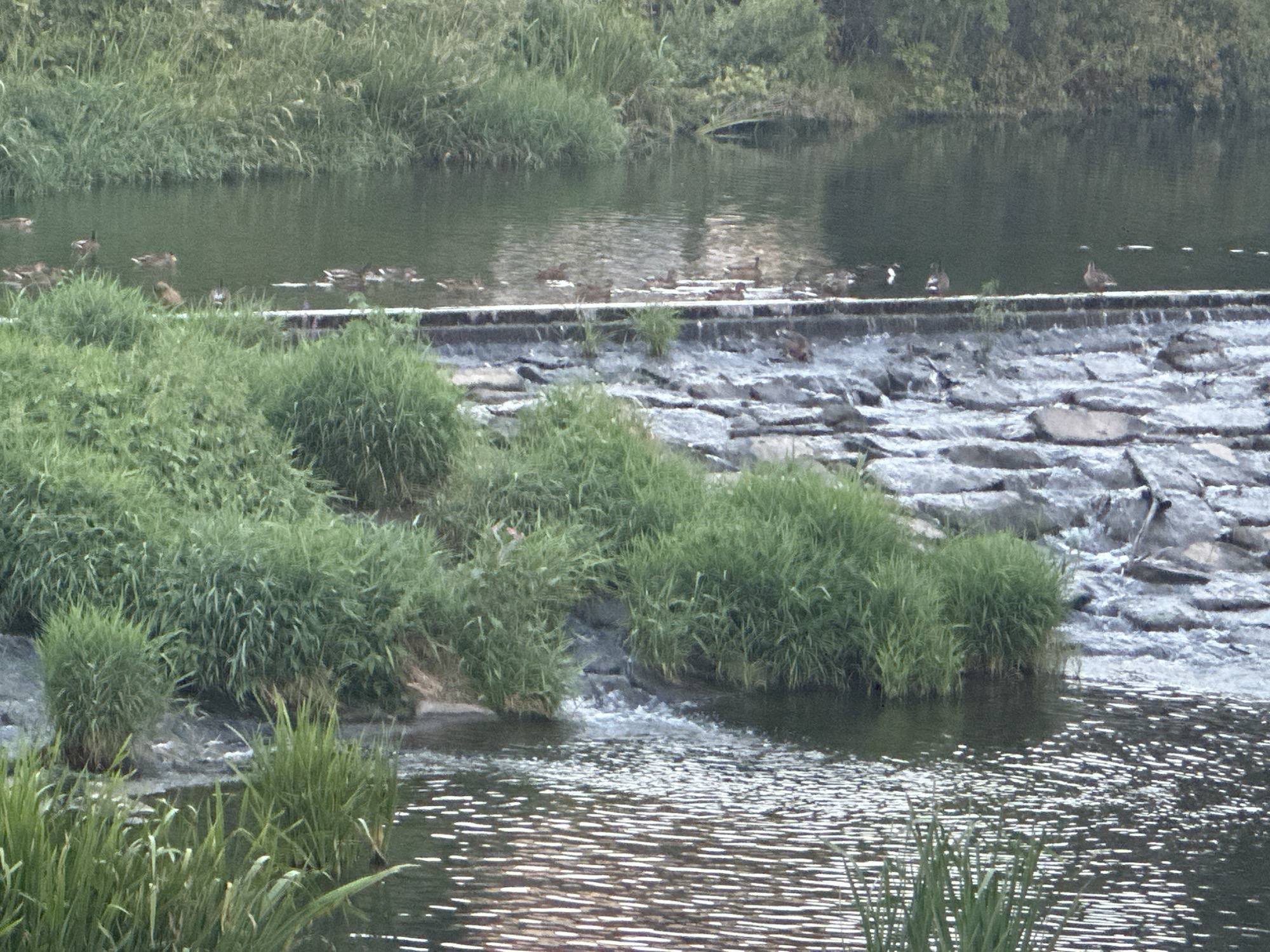 The image captures a section of the Spree River in Bautzen, Germany, featuring a man-made weir. Dense green grass and reeds line the banks of the river, with some vegetation growing directly on the weir's rocky structure. The weir itself is constructed from irregular, grey stones, creating a stepped waterfall effect where the water flows from a calmer, wider section of the river into a more turbulent area below. Several ducks are visible swimming in the calmer water upstream of the weir and perched on its edge. The overall scene depicts a natural yet managed waterway within an urban or semi-urban environment.