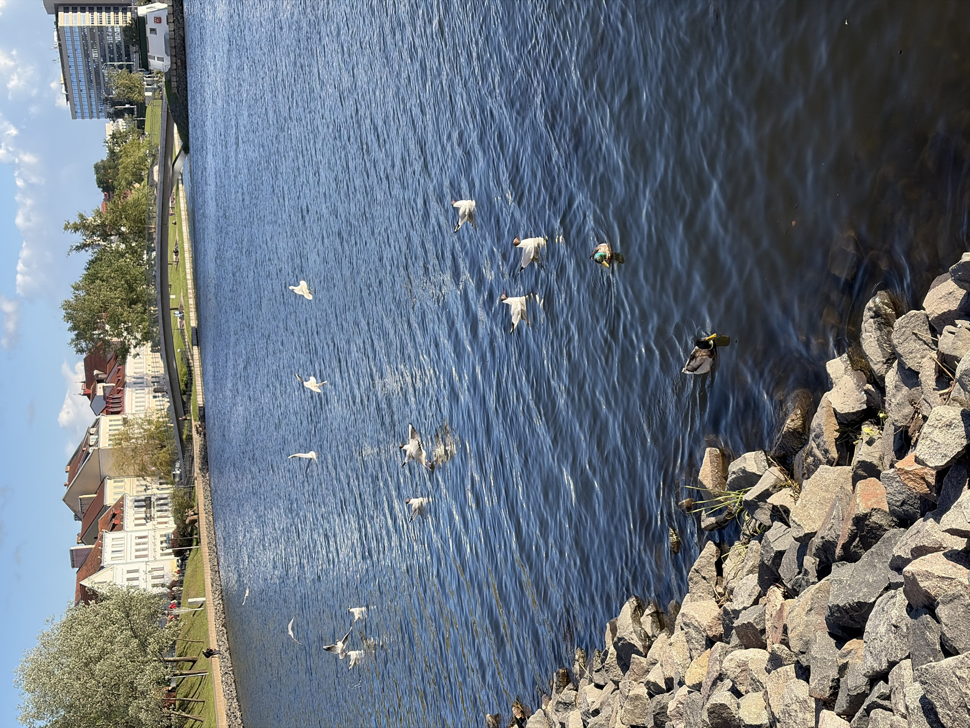 The scene is a body of water with birds flying over it. Ducks can be seen floating in the water. On one side of the body of water, there's a rocky shoreline, and on the opposite side, there is a cityscape with buildings and trees. The location is likely in Minsk, Belarus, as that is where this type of architecture is common. The weather appears sunny.
